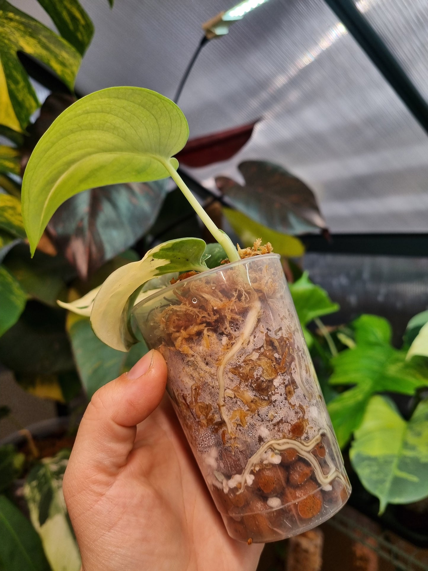 Propagation Cup 200ML x5