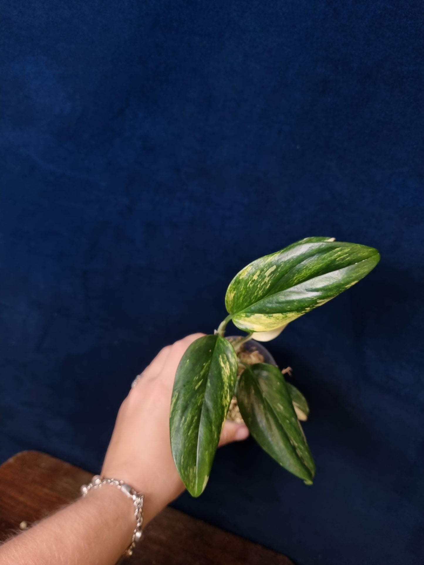 Monstera Standleyana Aurea