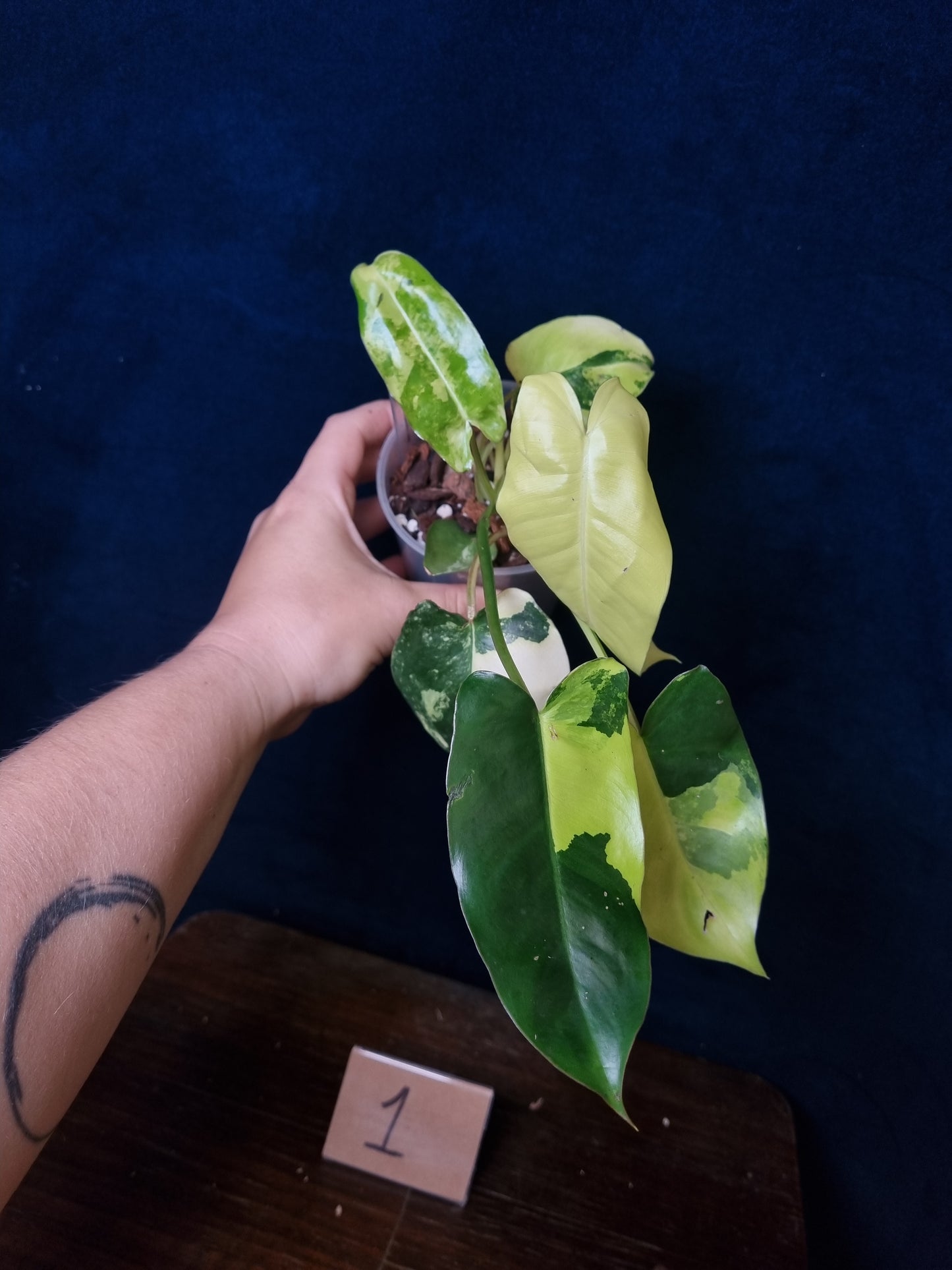 Philodendron Burle Marx Variegata Medium