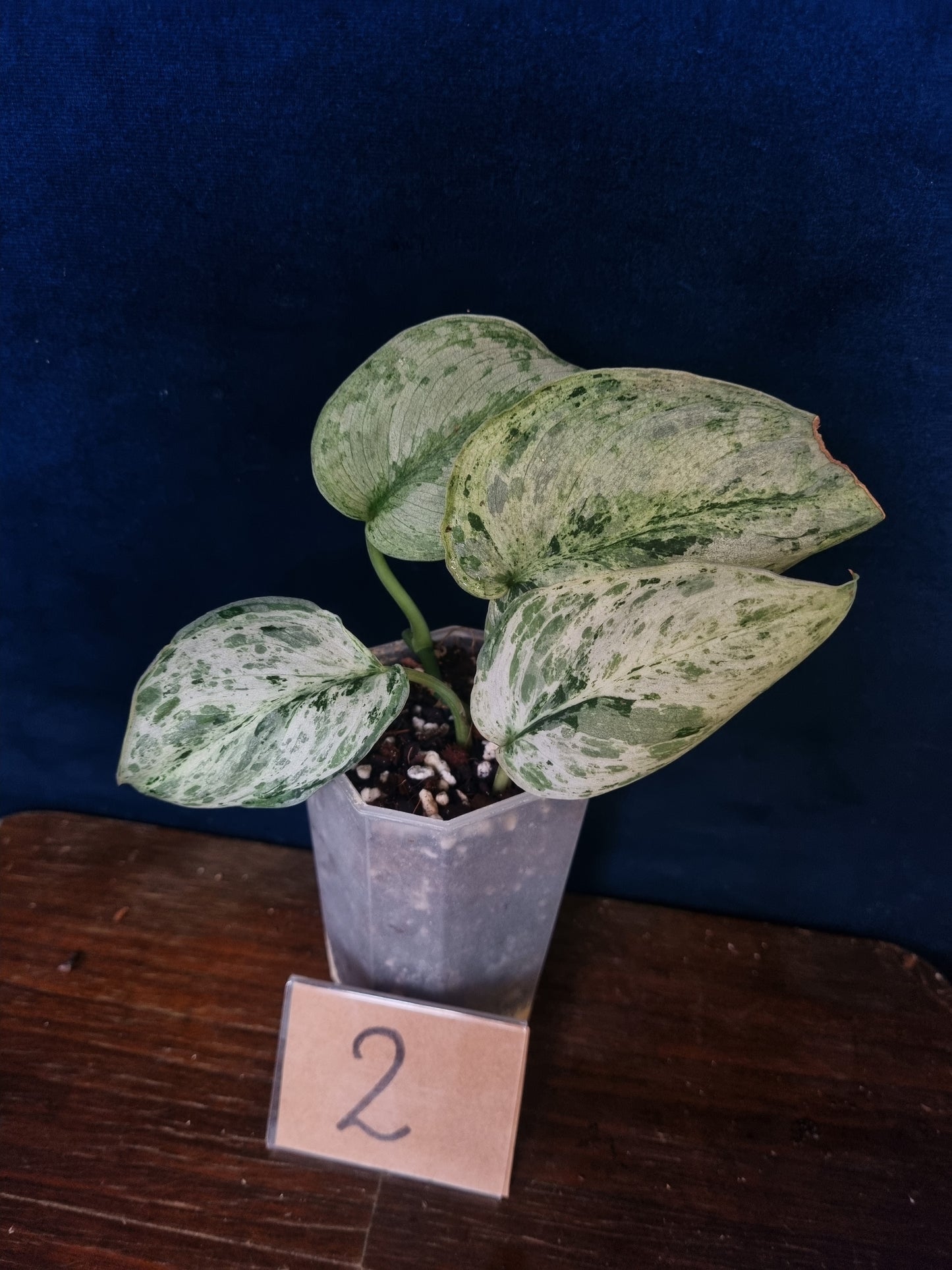 Scindapsus Peasun Medium