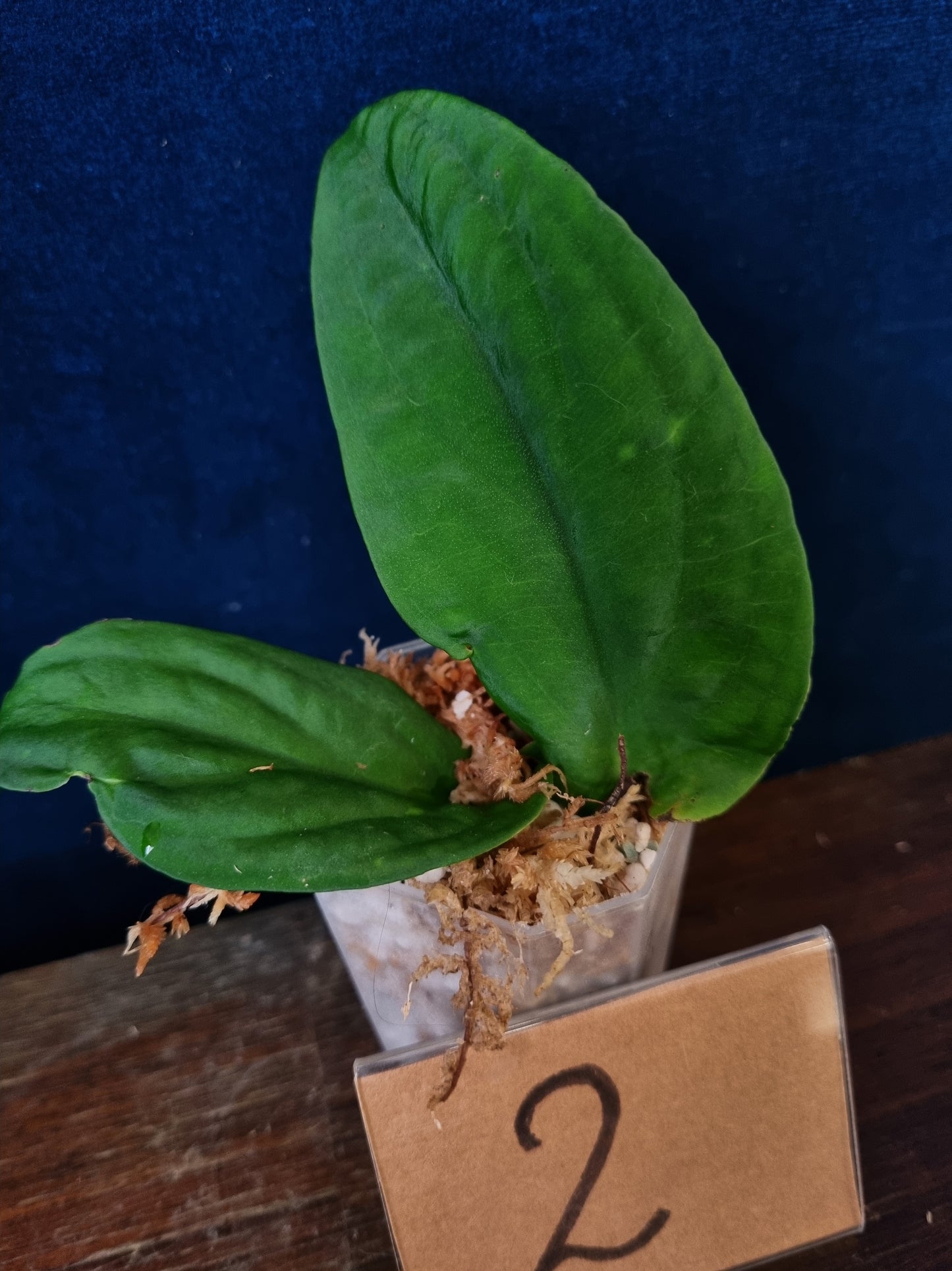 Rhaphidophora Korthalsii