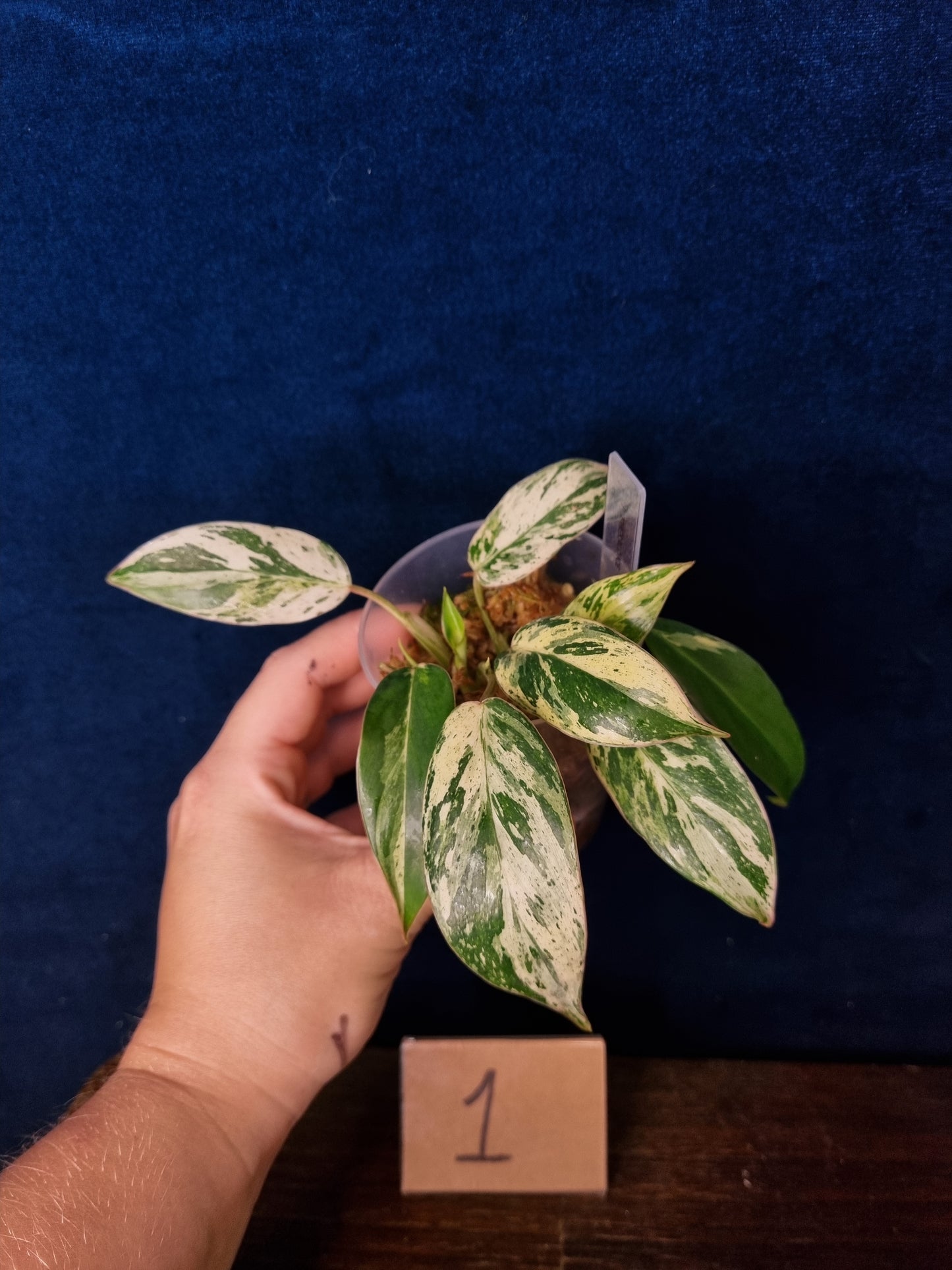 Philodendron Emerald Ice