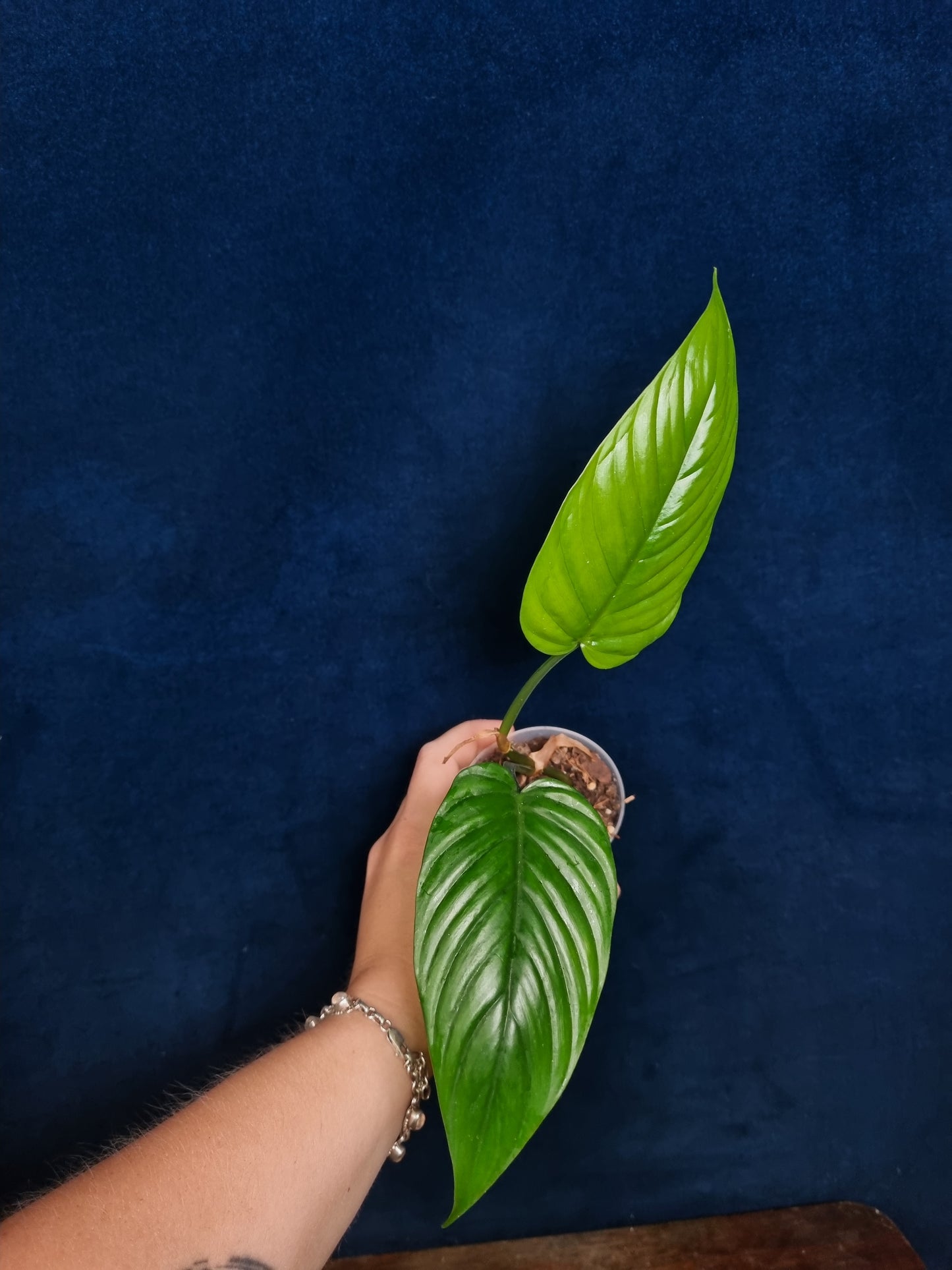 Philodendron Ernestii