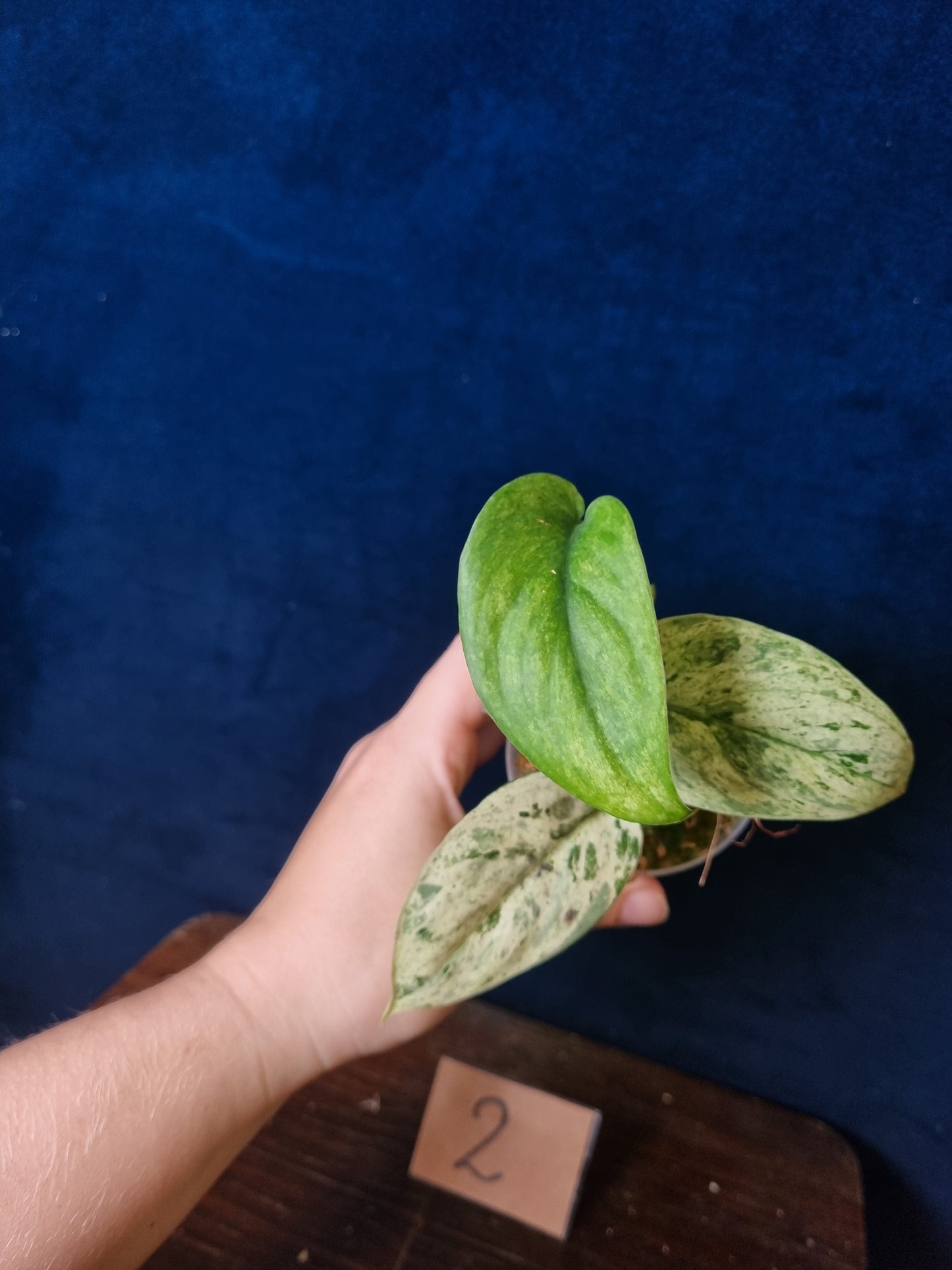 Scindapsus Jade Satin Marbe Queen Medium