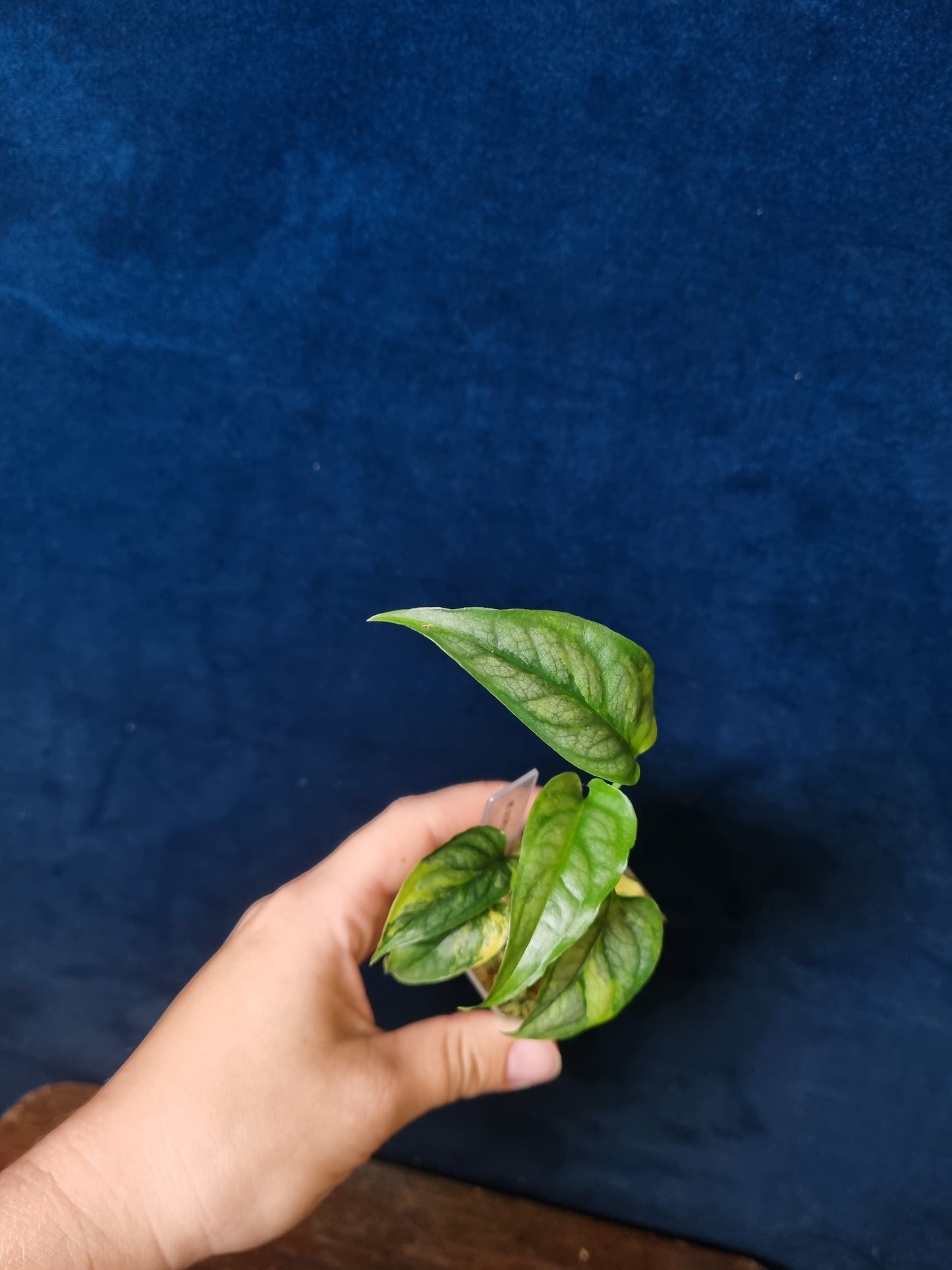 Monstera Siltepecana Aurea