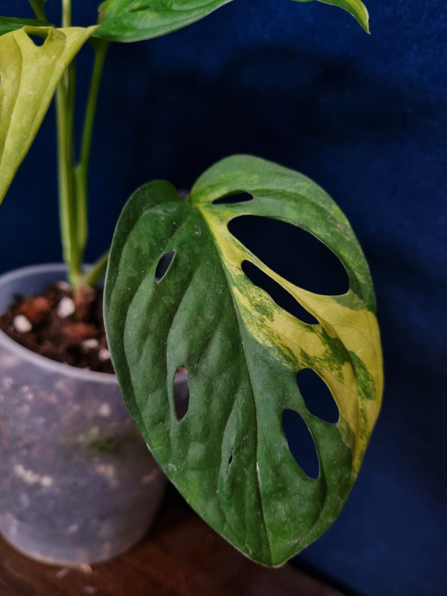 Monstera Adansonii Aurea