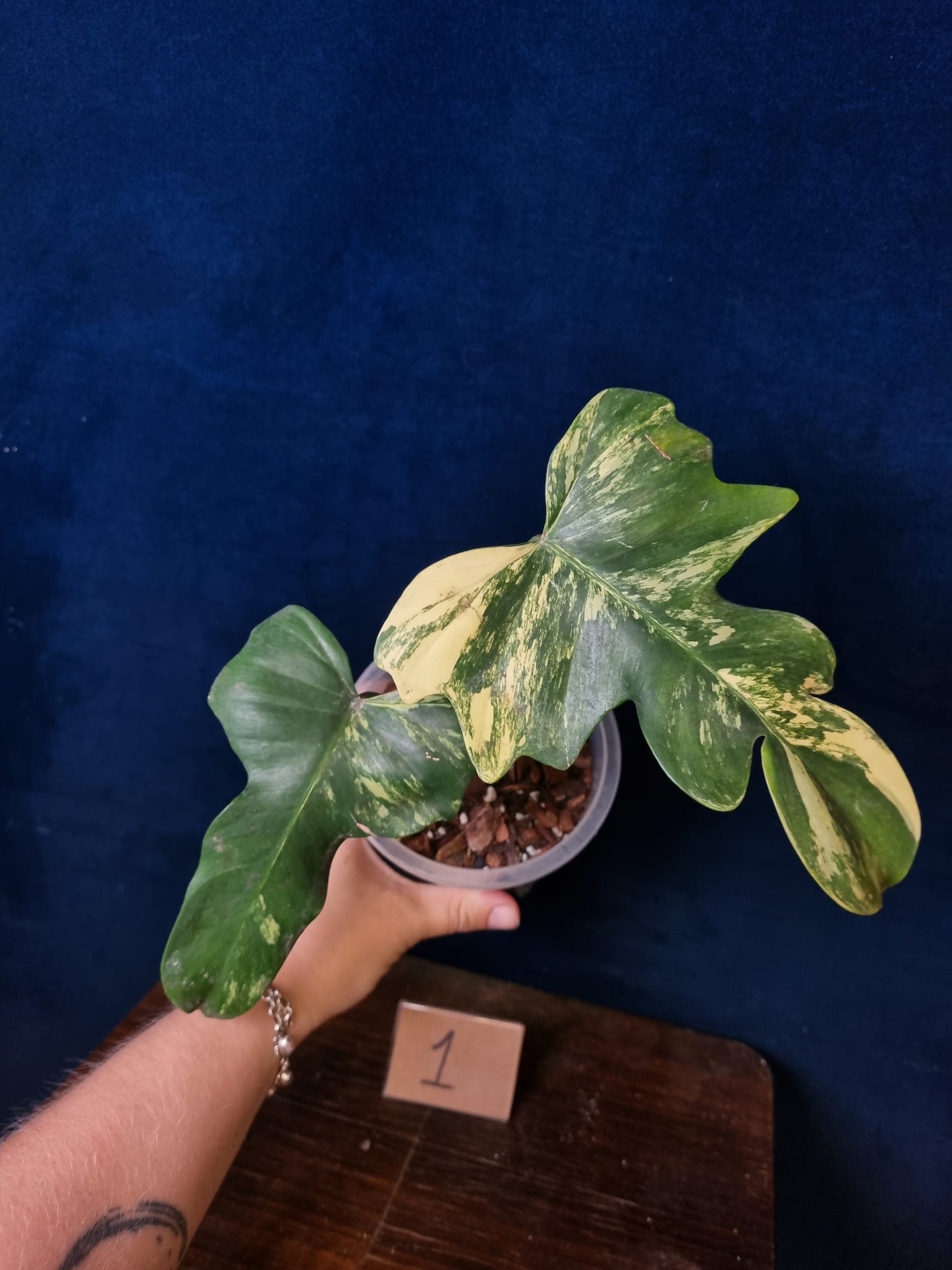 Philodendron Florida Beauty x Mayoi