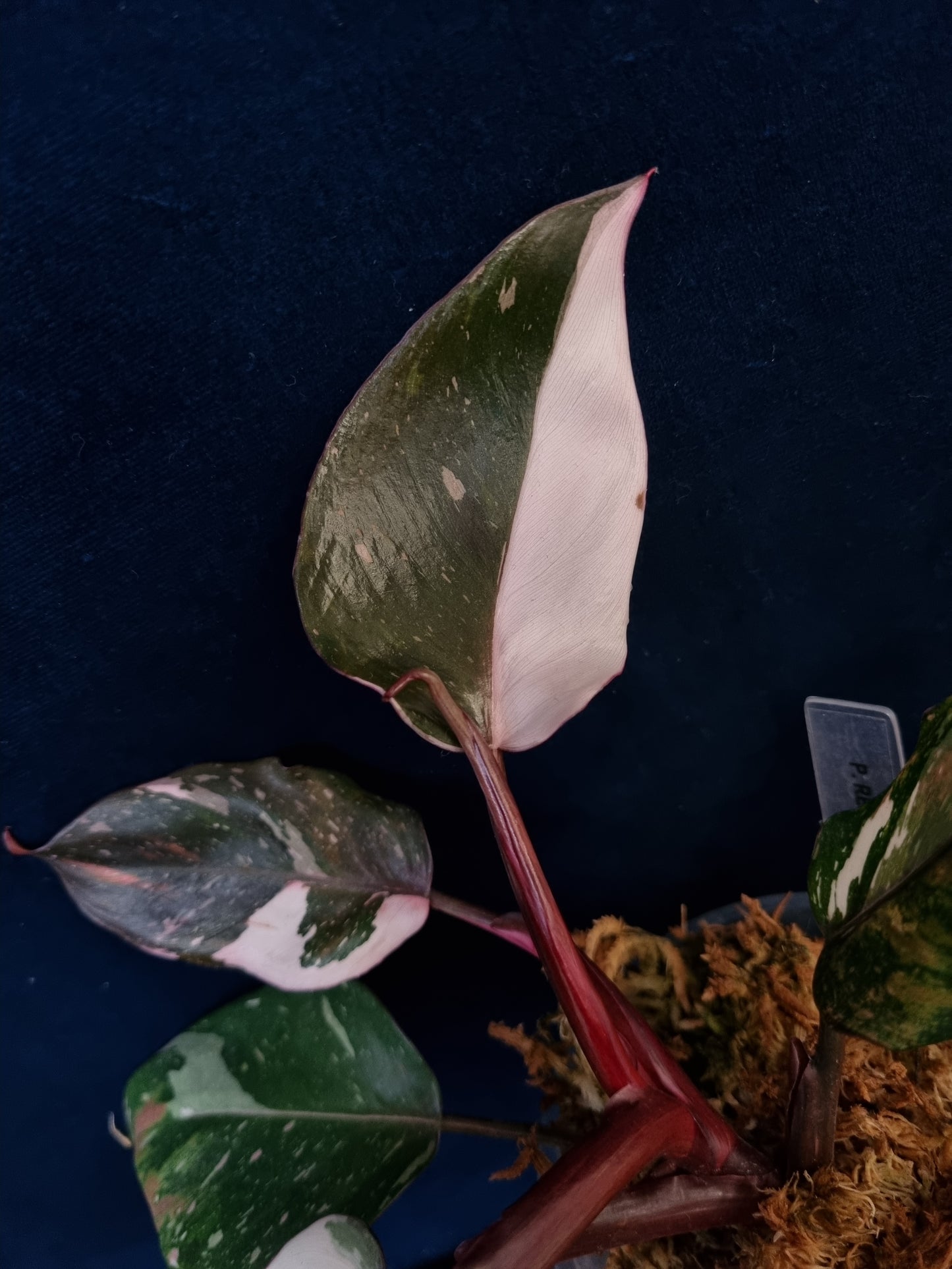 Philodendron Red Anderson Medium