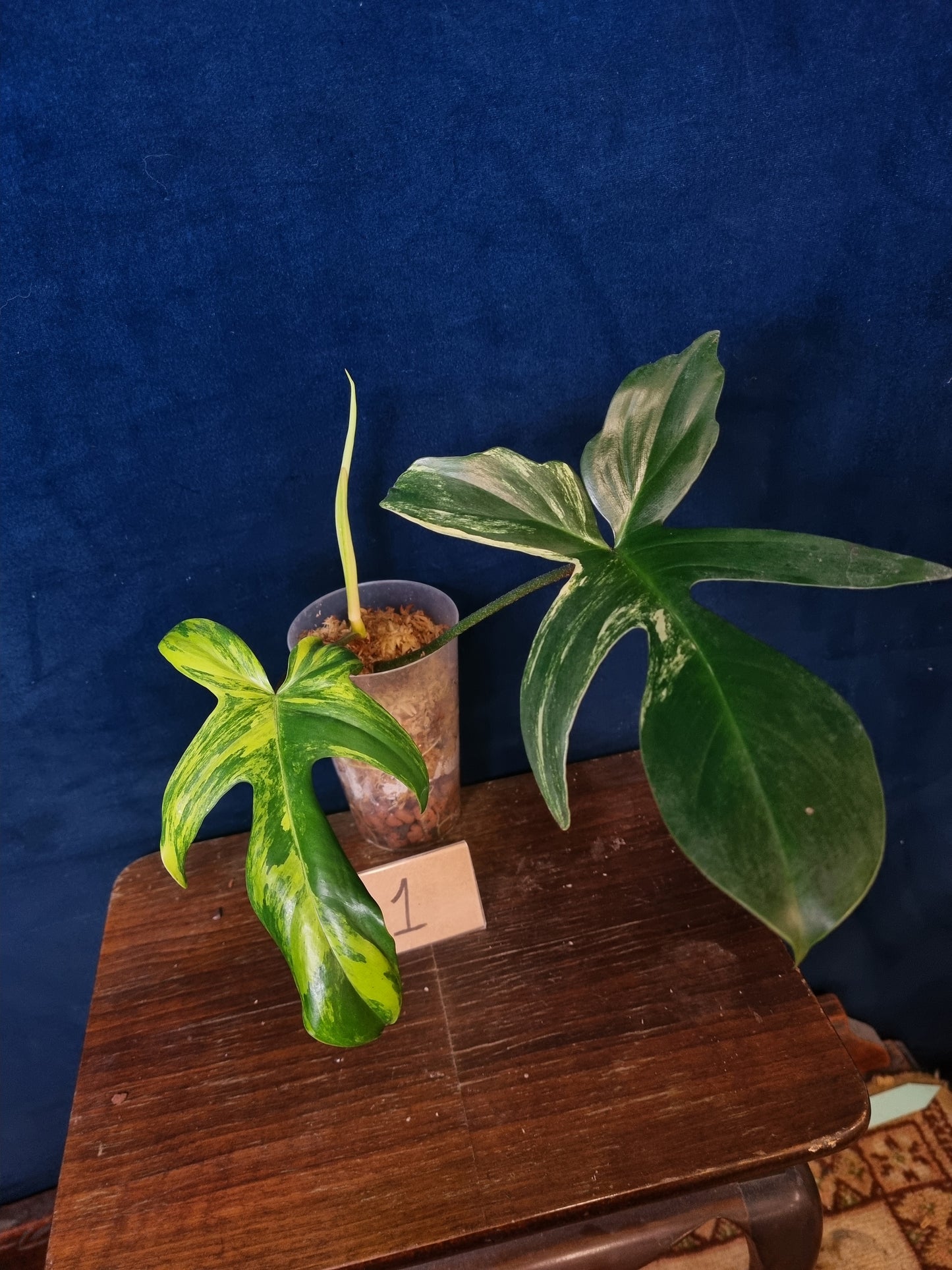 Philodendron Florida Beauty