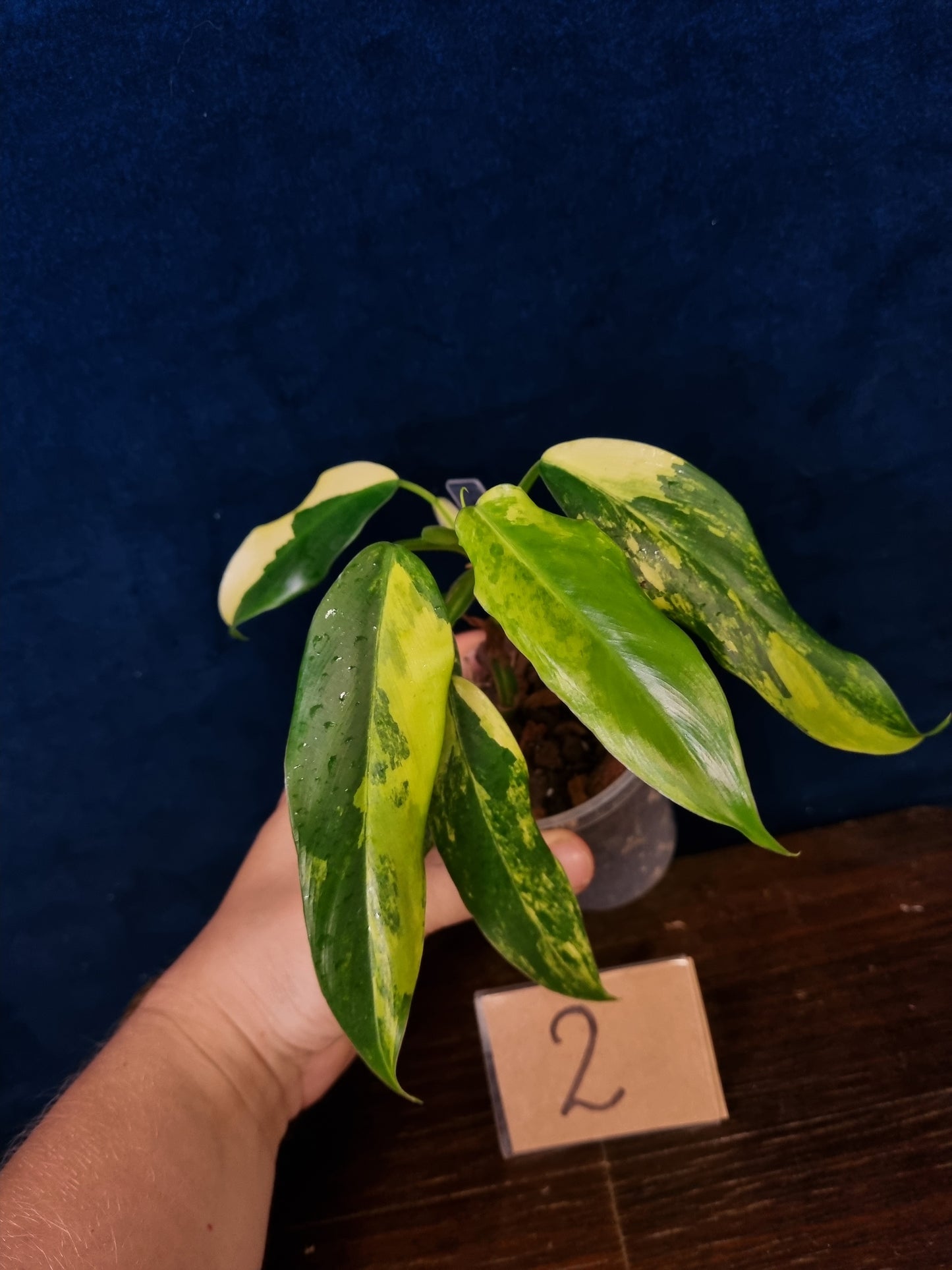 Philodendron Domesticum Variegata
