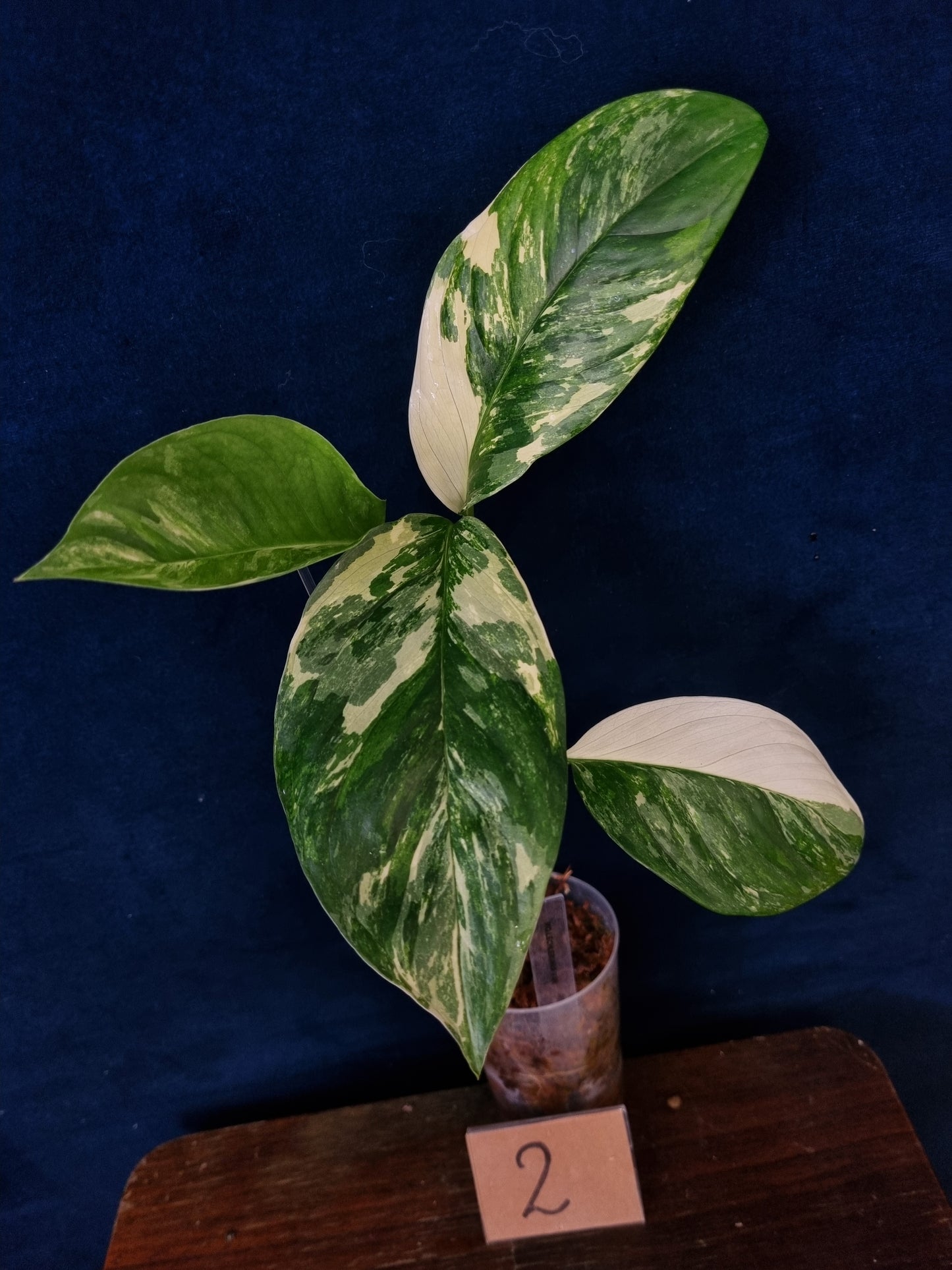 Monstera Lechleriana Variegata