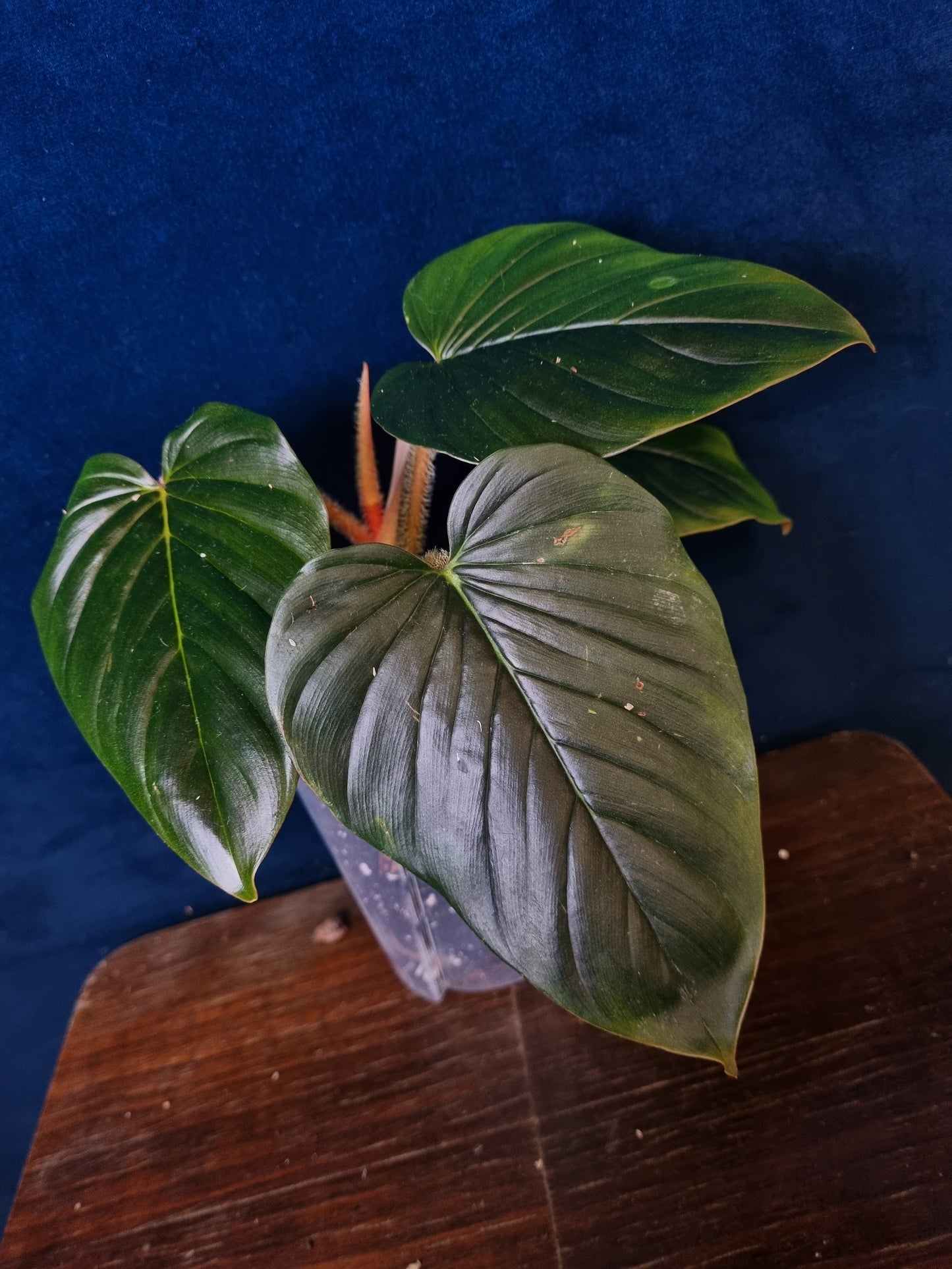 Philodendron Squamicaule Pink