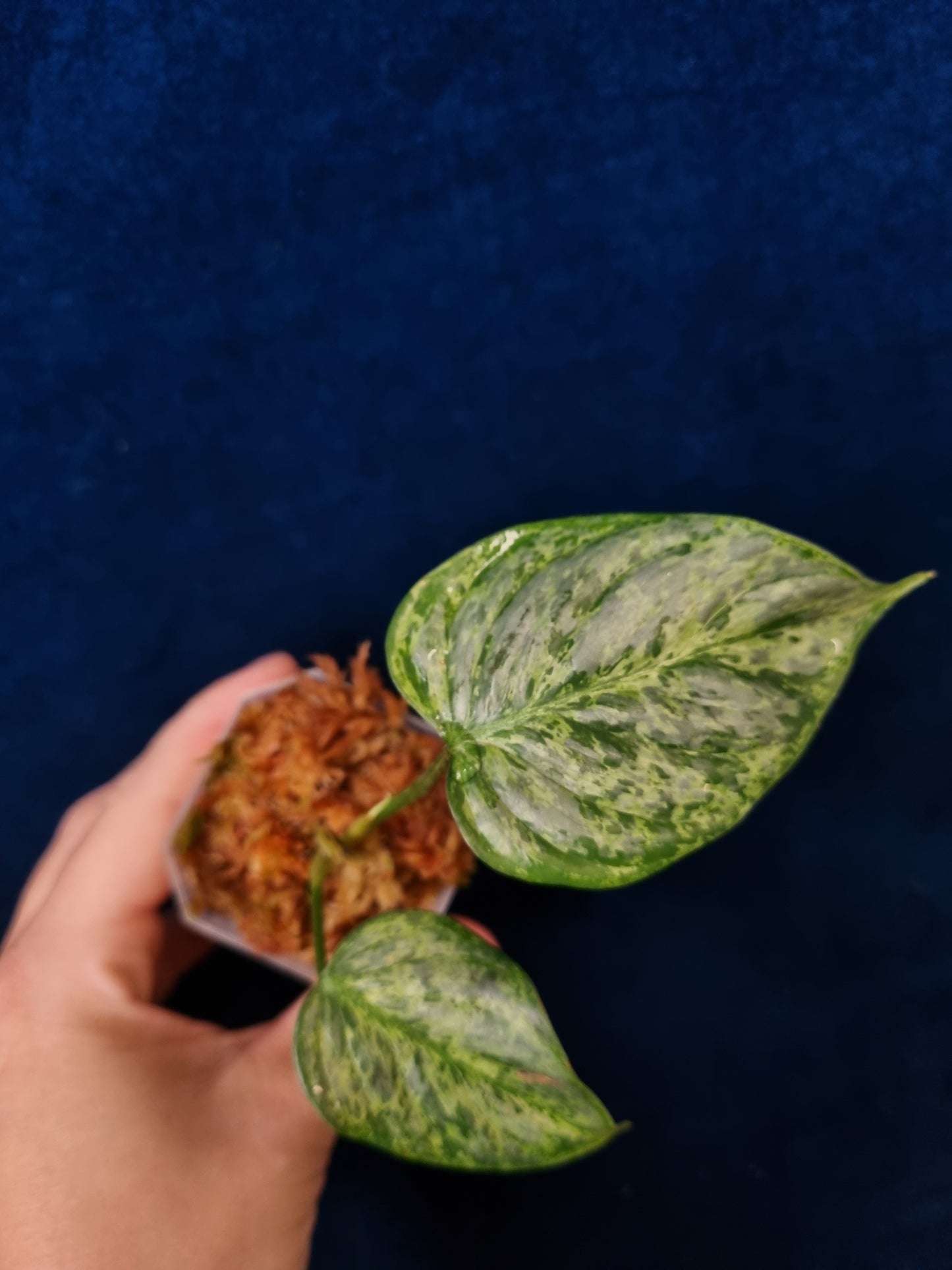 Philodendron Sodiroi Variegata
