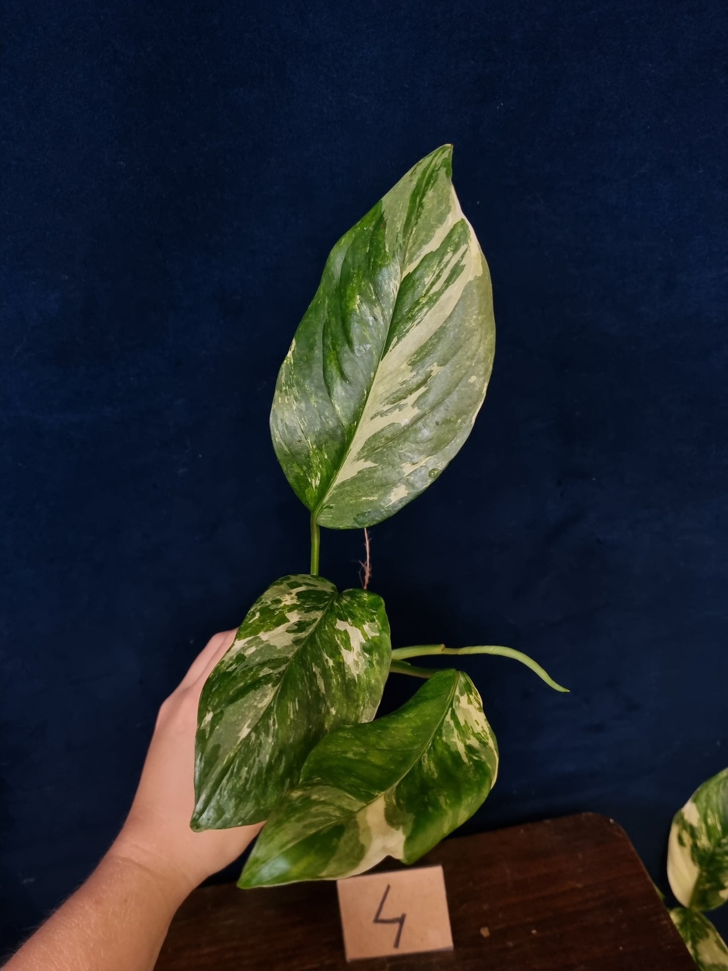 Monstera Lechleriana Variegata