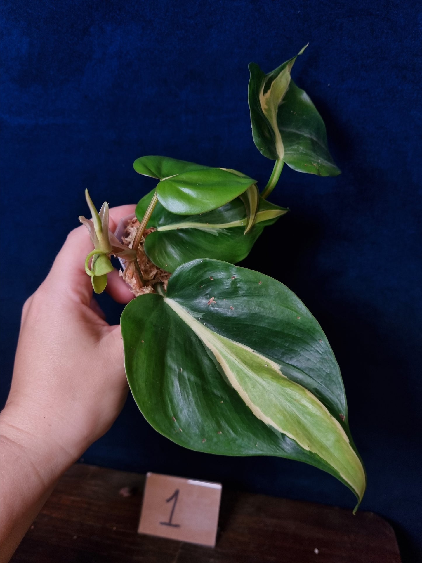 Philodendron Cream Splash Big Leaves