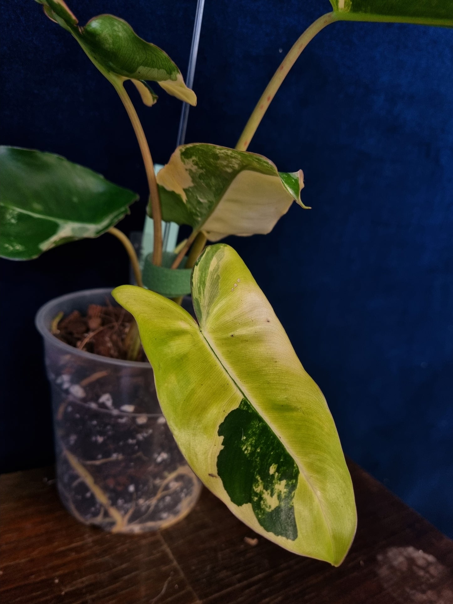 Philodendron Burle Marx Variegata