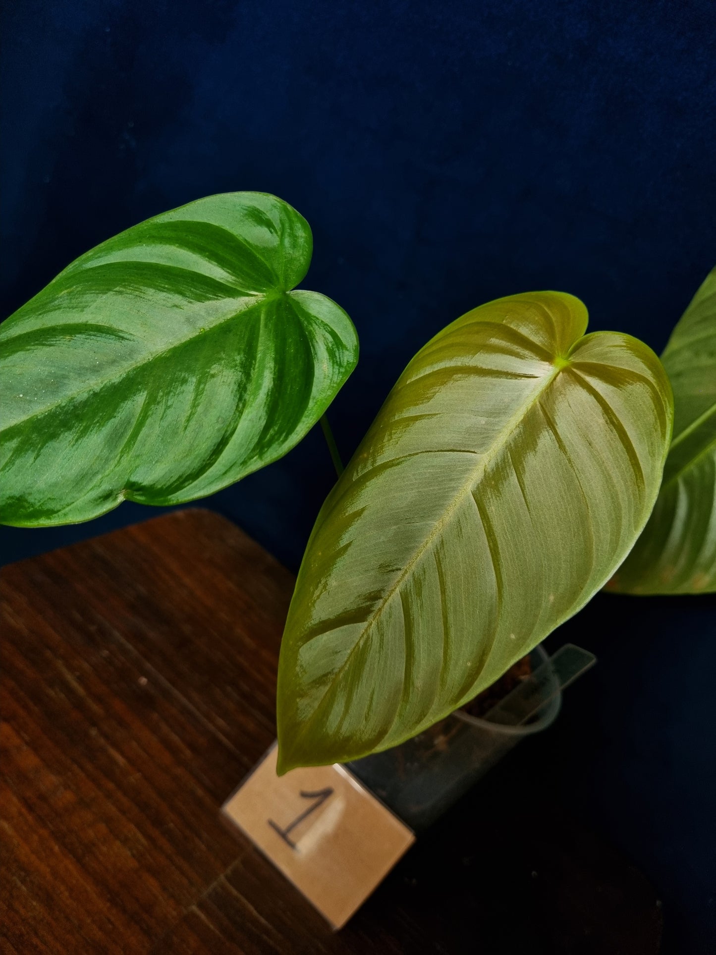 Philodendron Tenue