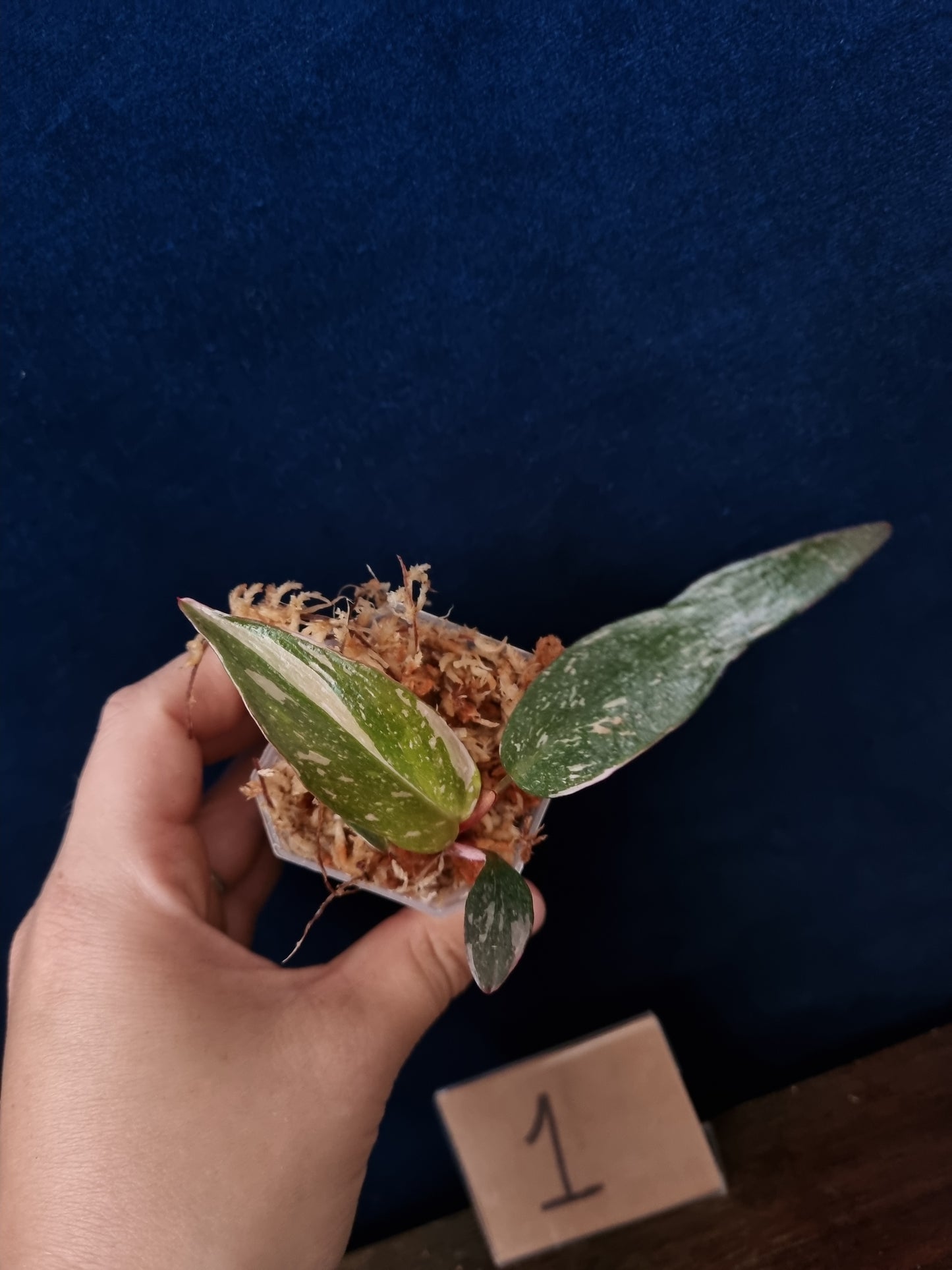 Philodendron Red Anderson