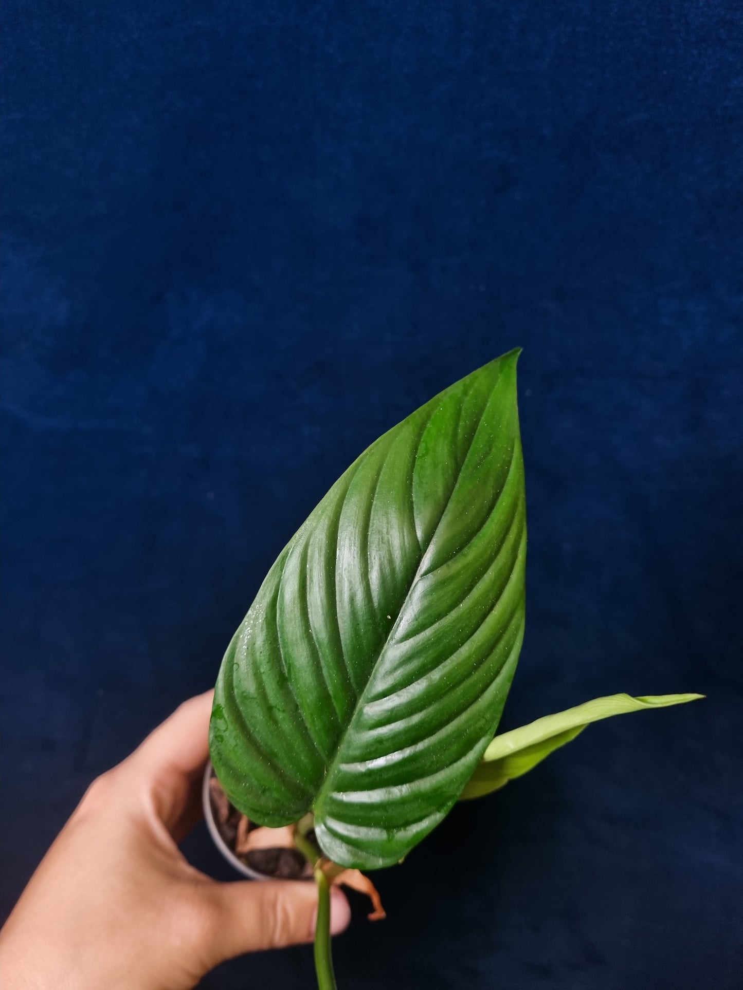 Philodendron Ernestii