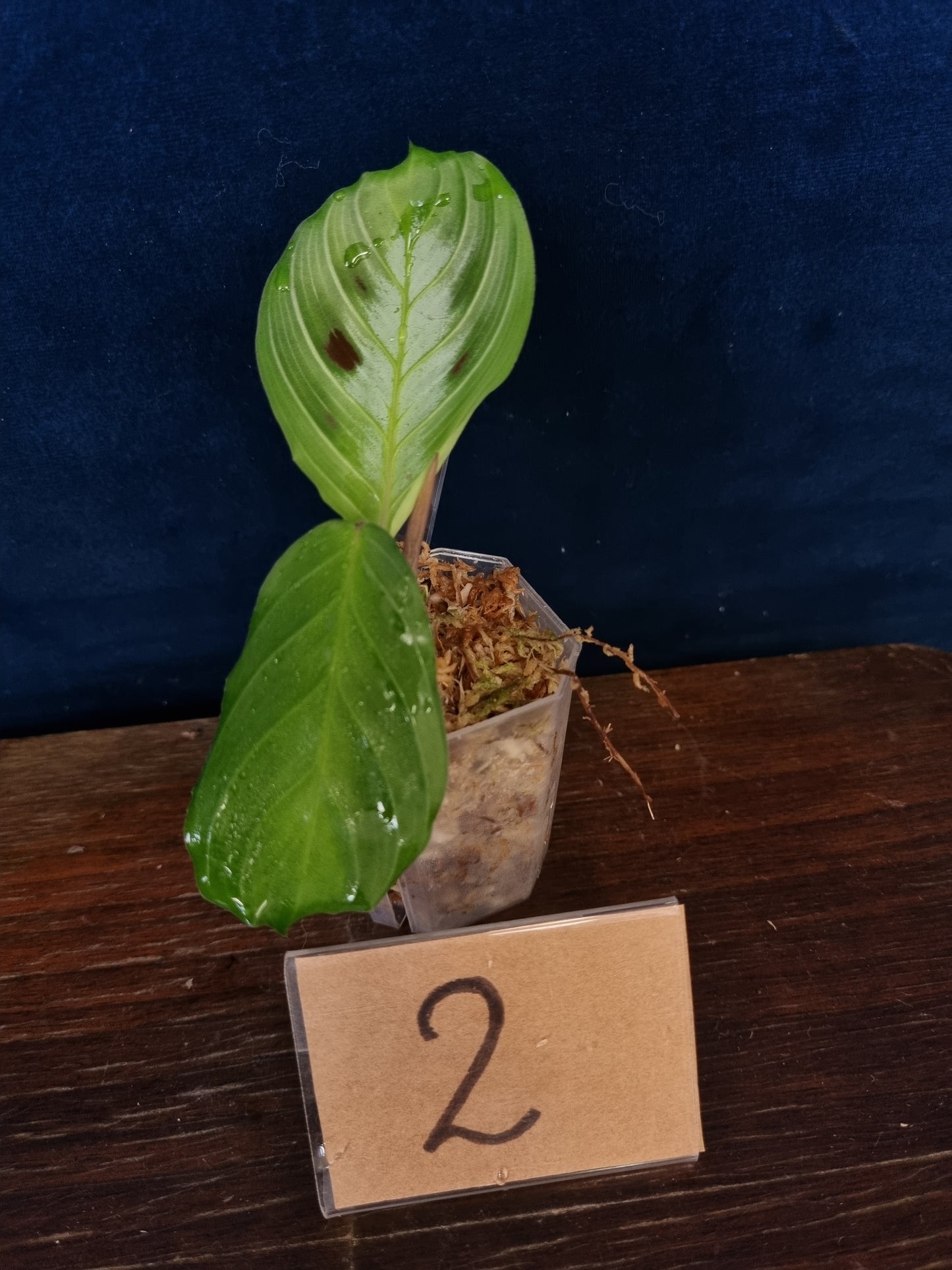 Maranta Massangeana Black