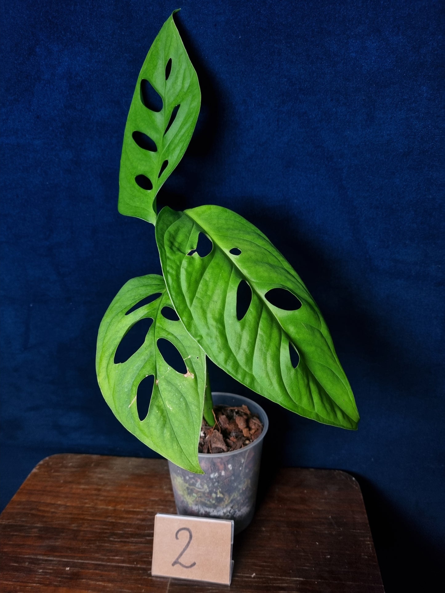 Monstera Esqueleto