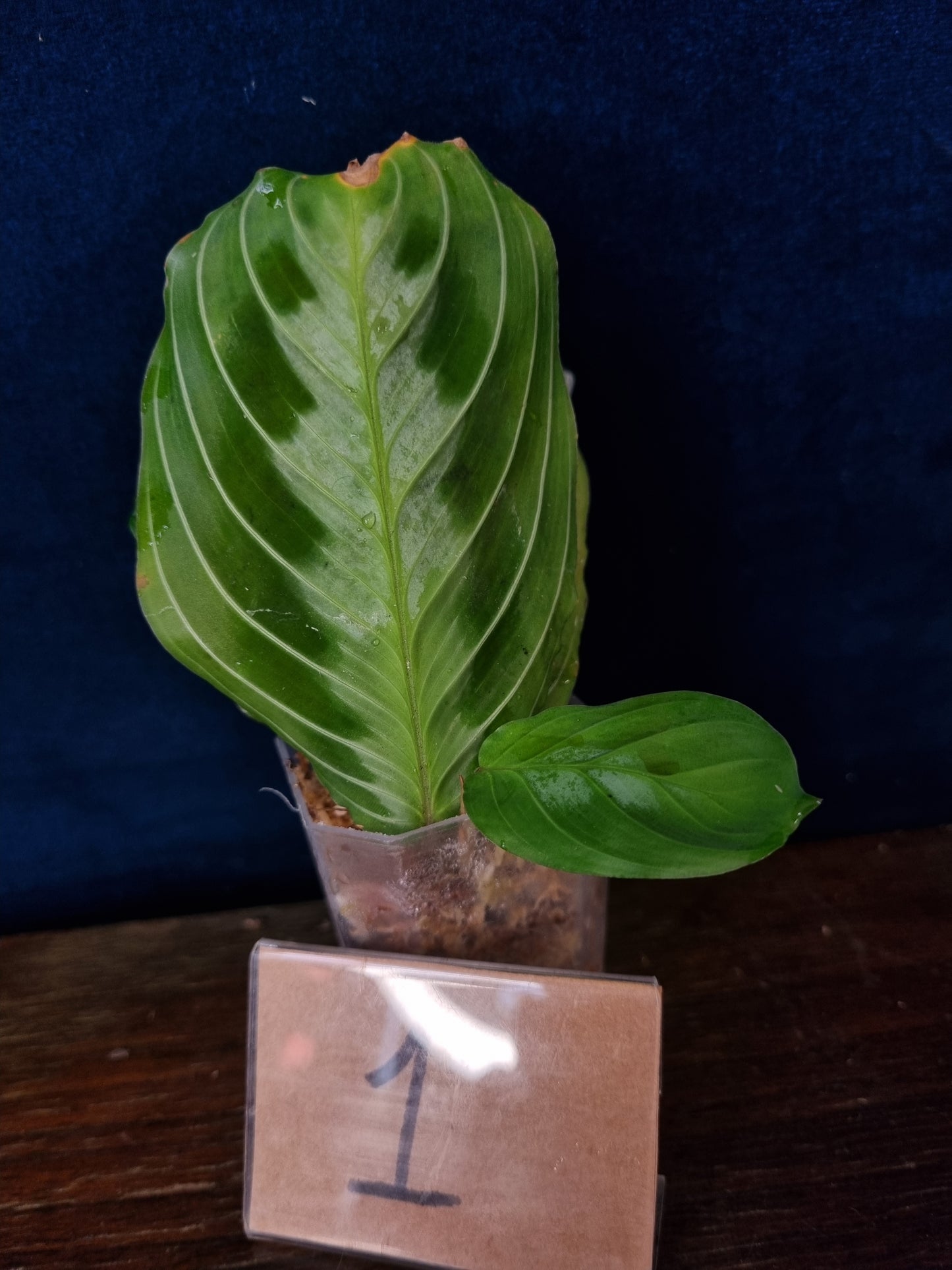 Maranta Massangeana Black