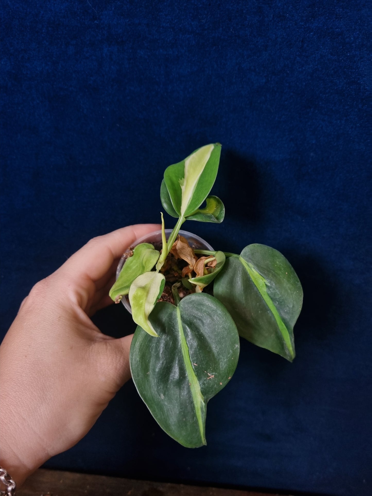 Philodendron Cream Splash