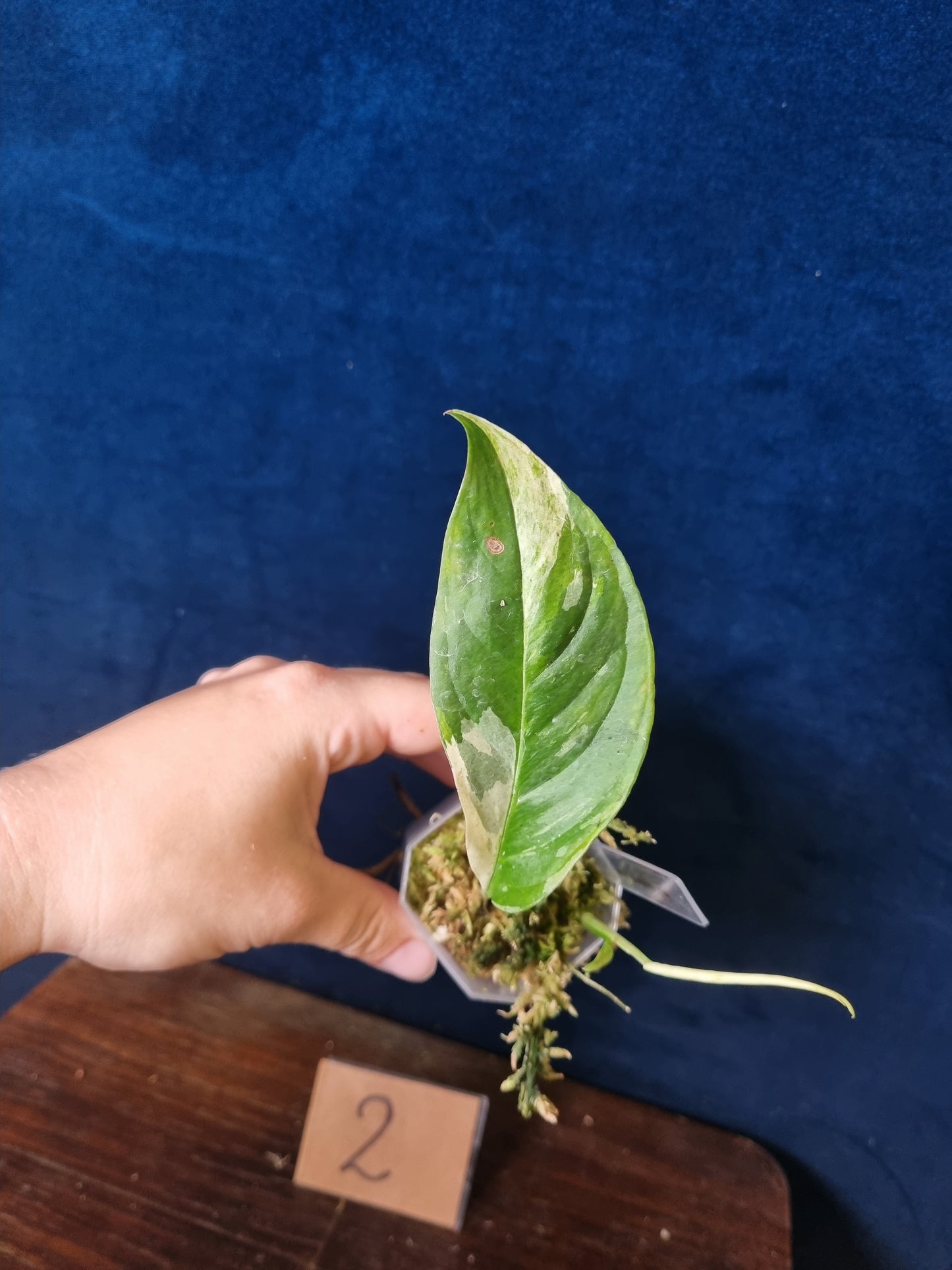 Monstera Laniata Variegata/Albo