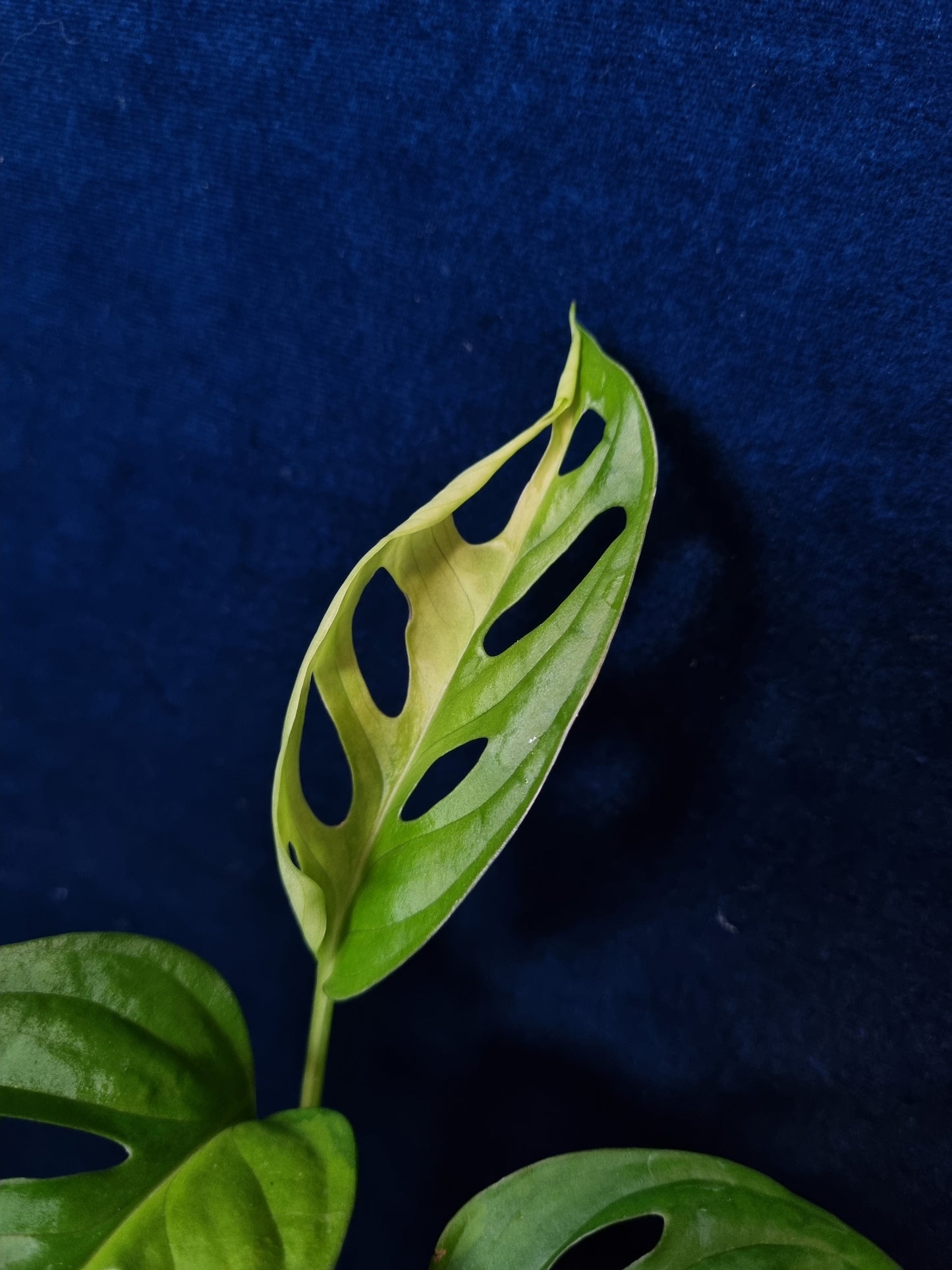 Monstera Adansonii Aurea