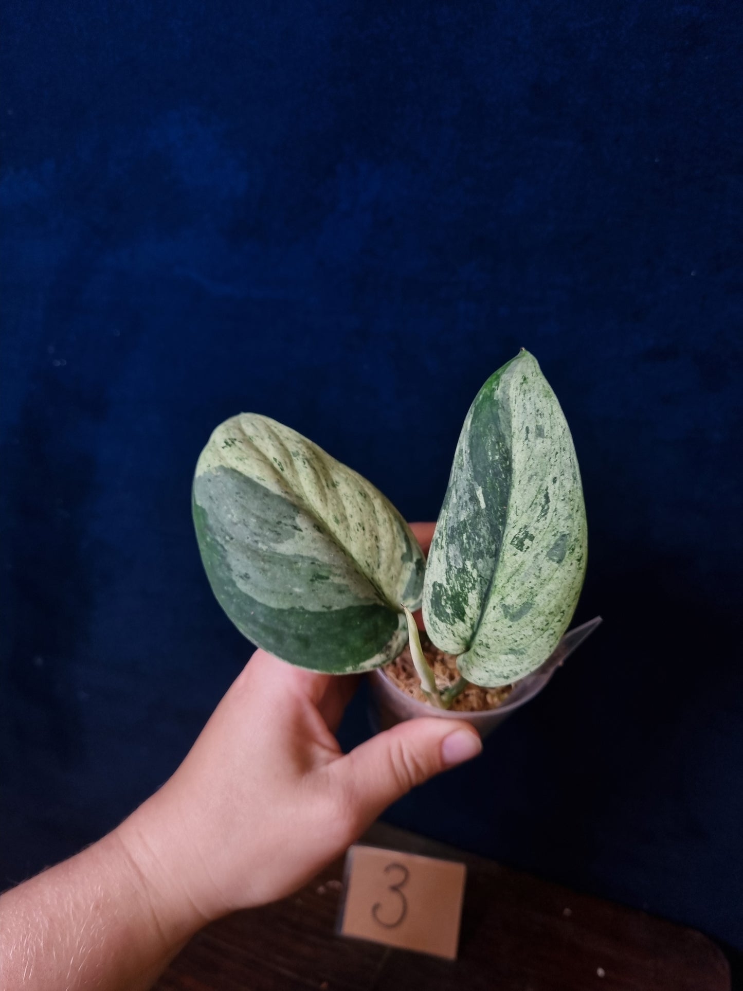 Scindapsus Jade Satin Marbe Queen Medium