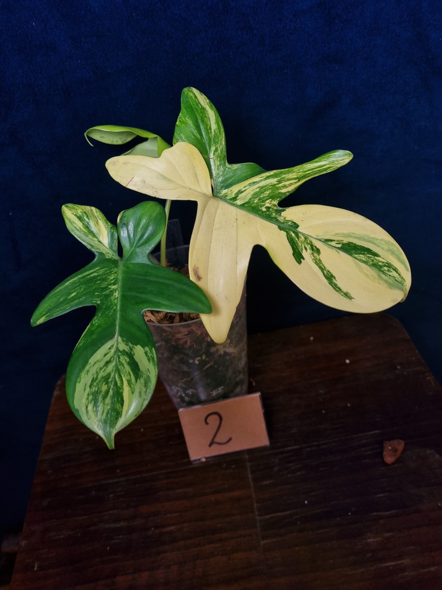 Philodendron Pedatum Variegata