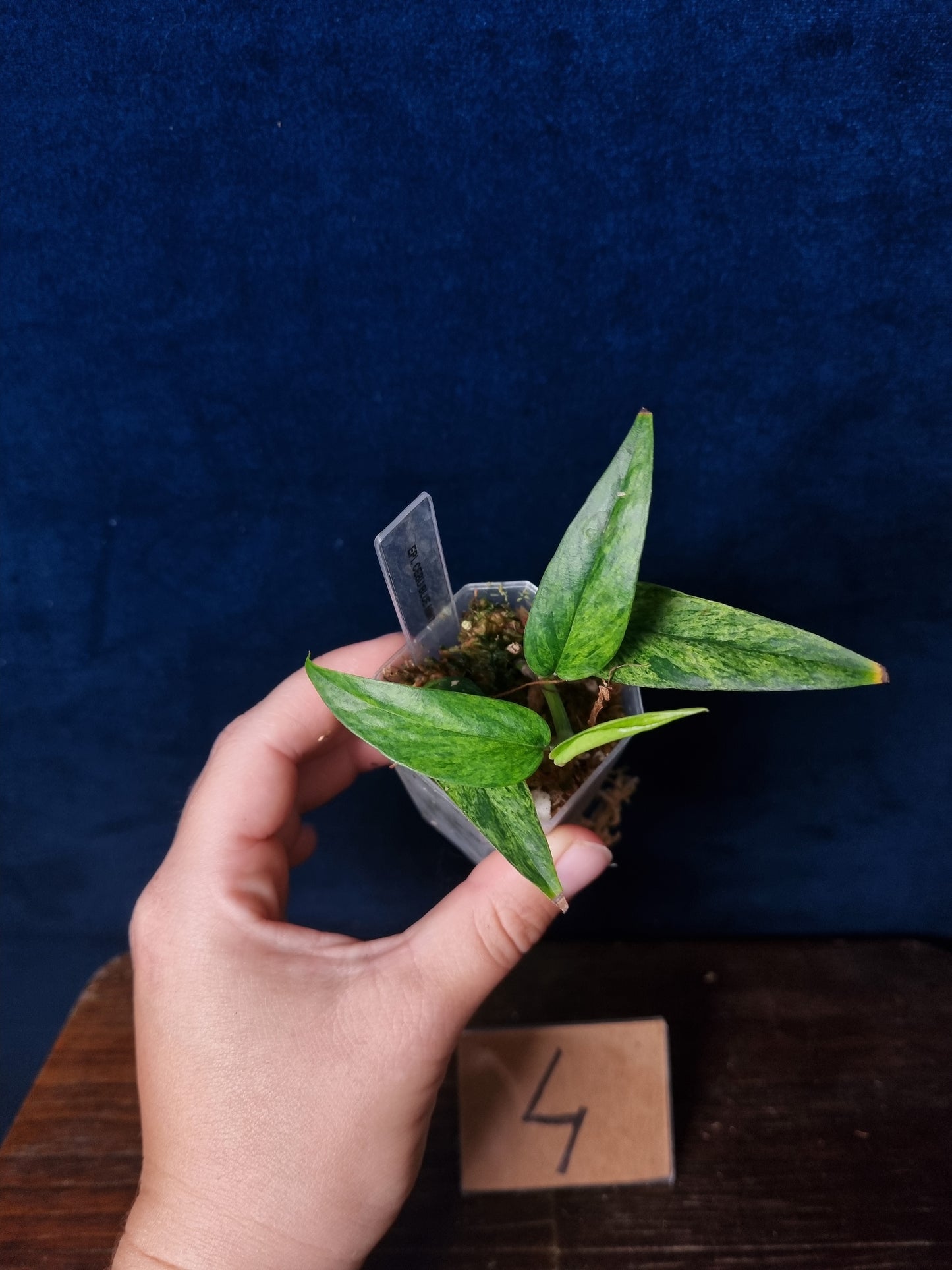 Epipremnum Cebu Blue Mint/Marble Aurea