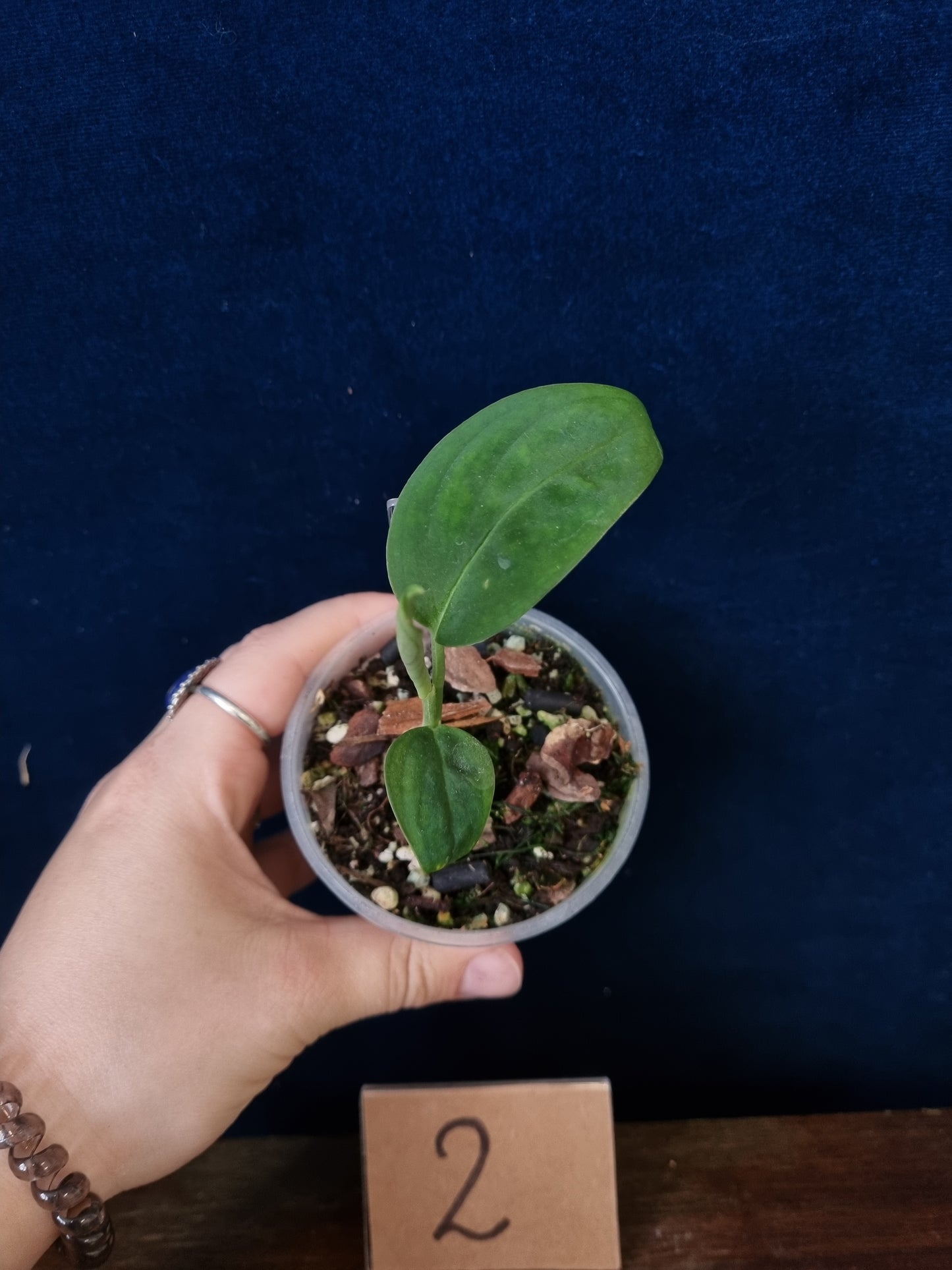 Monstera Velvet NO ID 'theplantaccount'