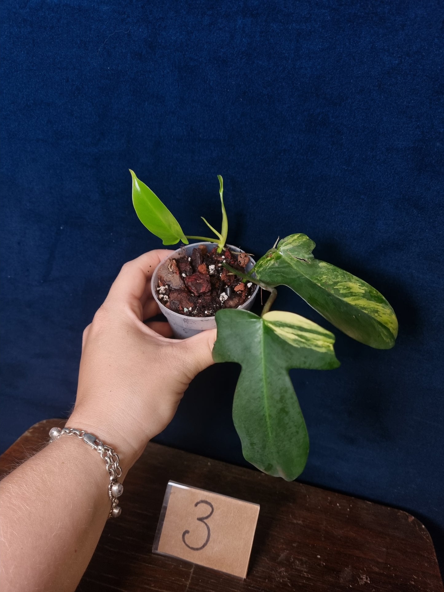 Philodendron Florida Beauty