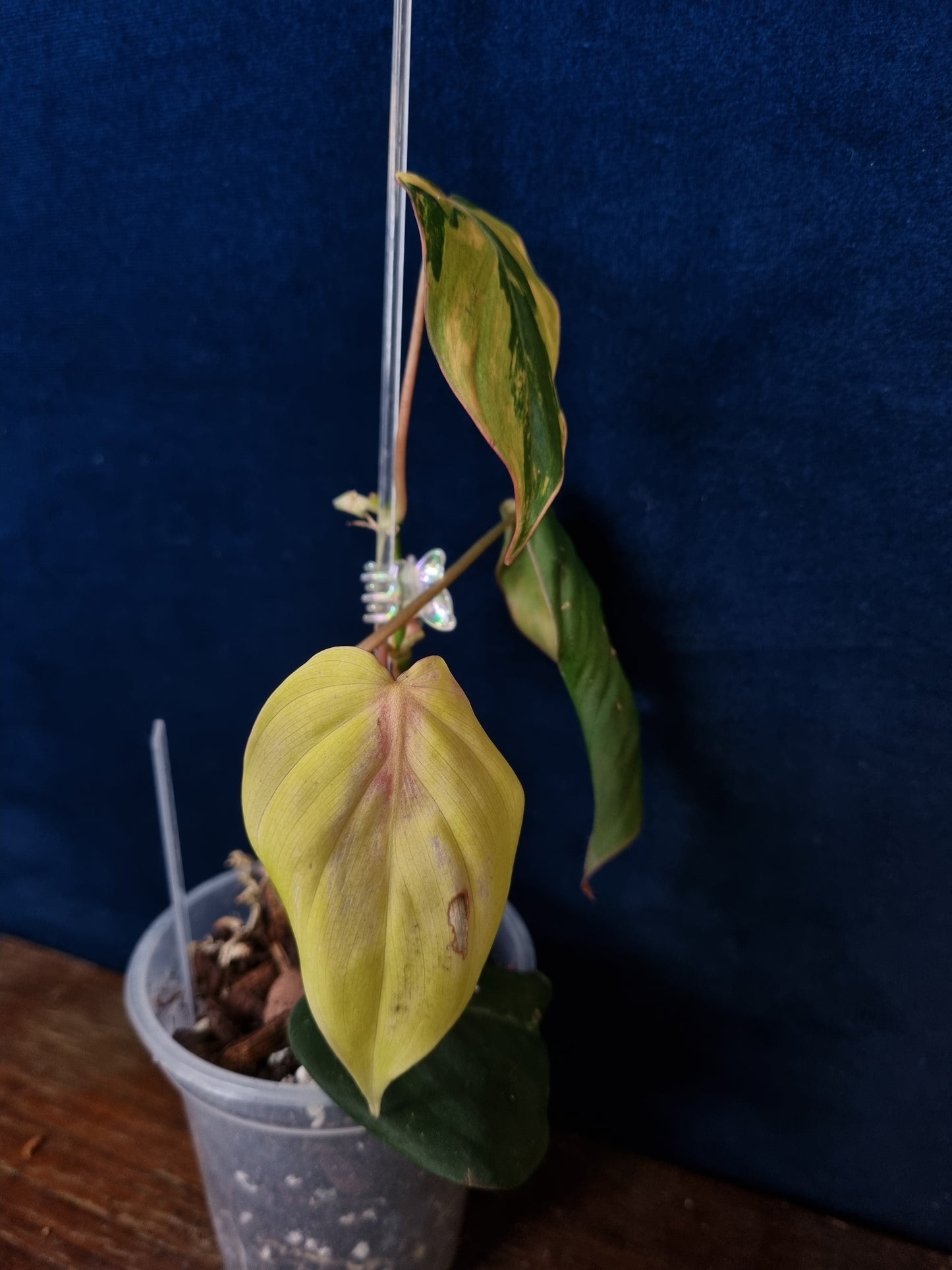 Philodendron Micans Variegata