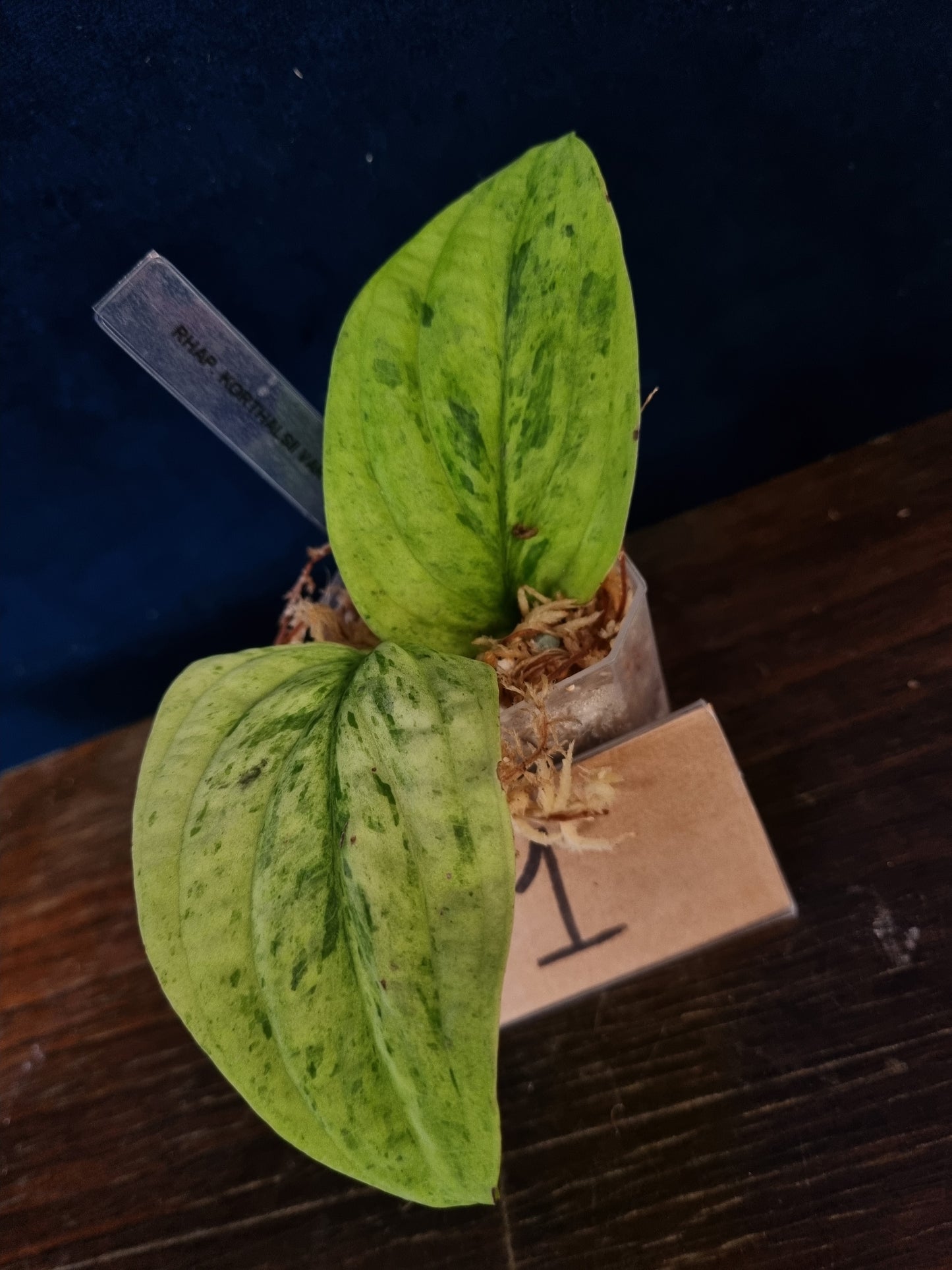 Rhaphidophora Korthalsii Variegata