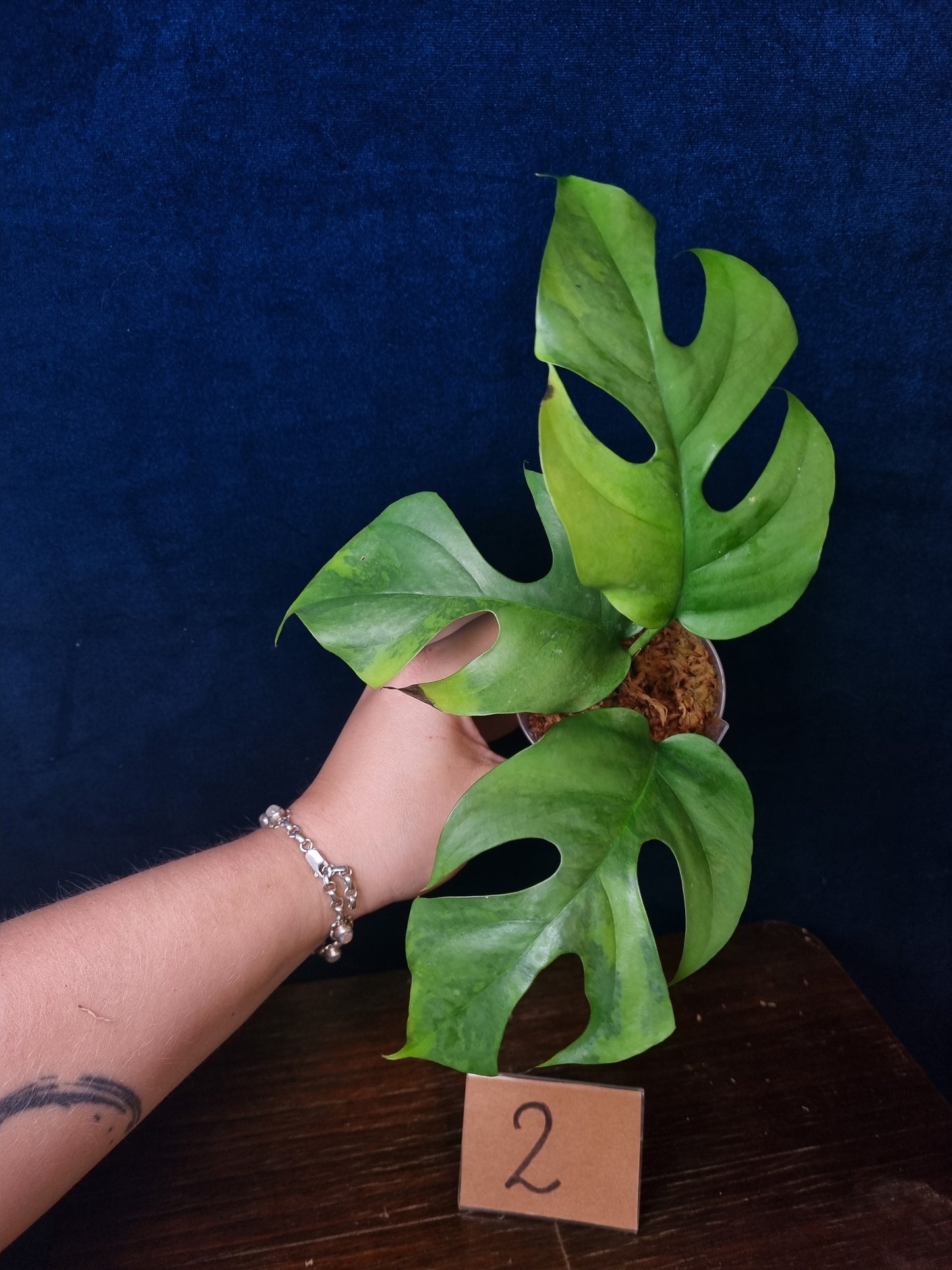 Rhaphidophora Tetrasperma Aurea