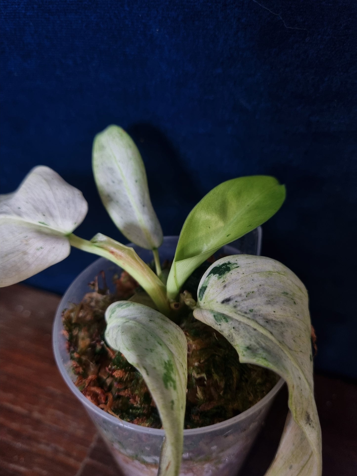 Philodendron Whipple Way Mottled