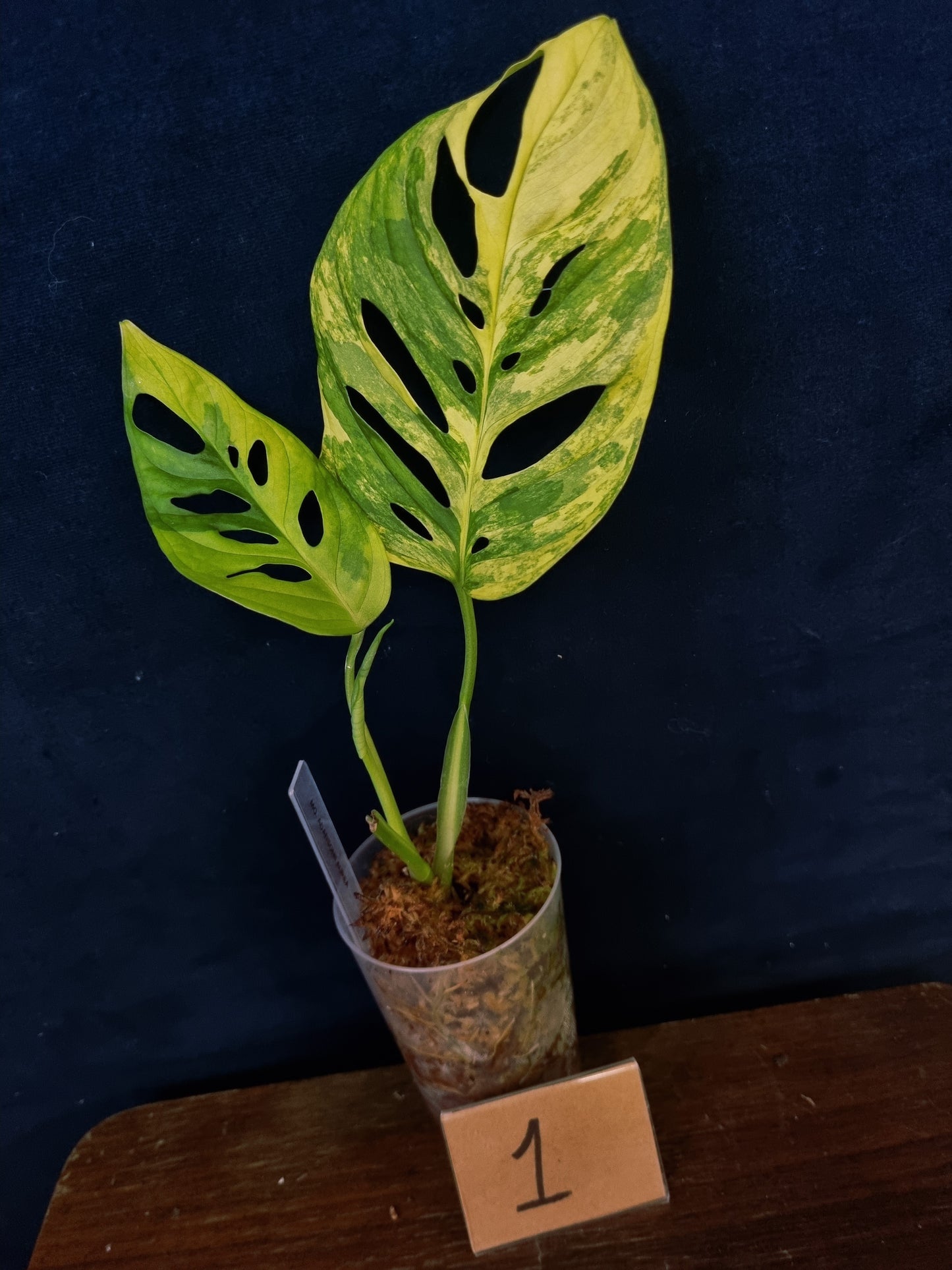 Monstera Adansonii Aurea