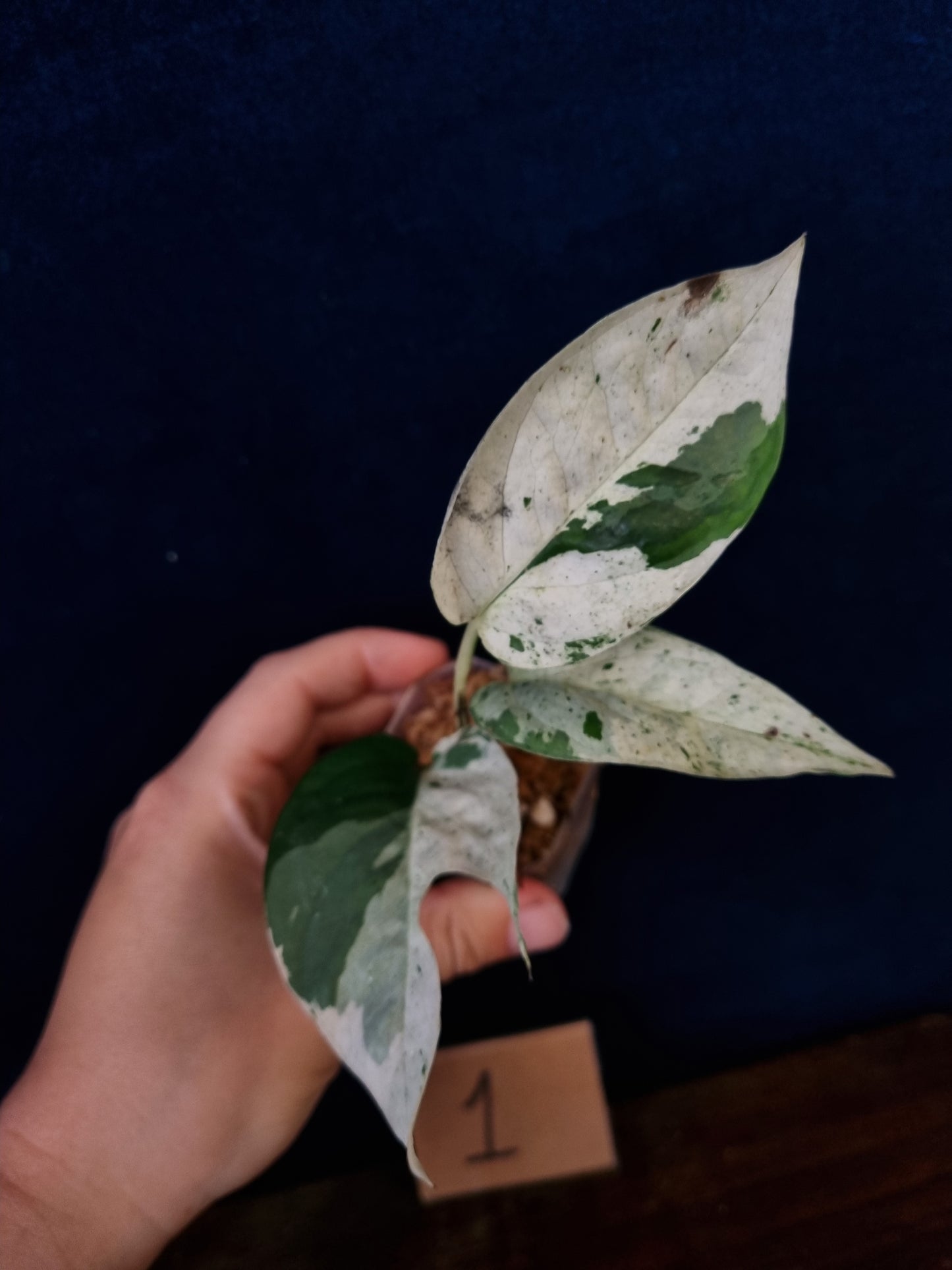 Epipremnum Pinnatum Marble