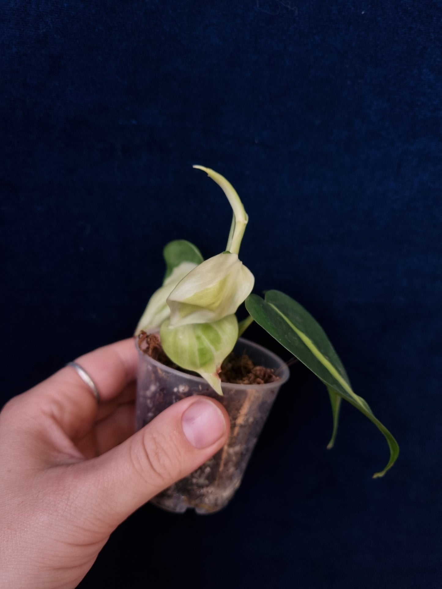 Philodendron Cream Splash