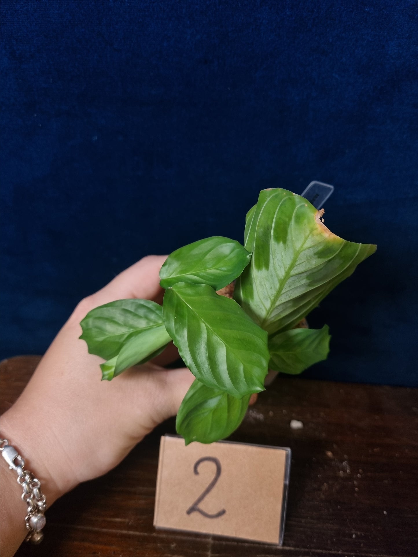Maranta Massangeana Black