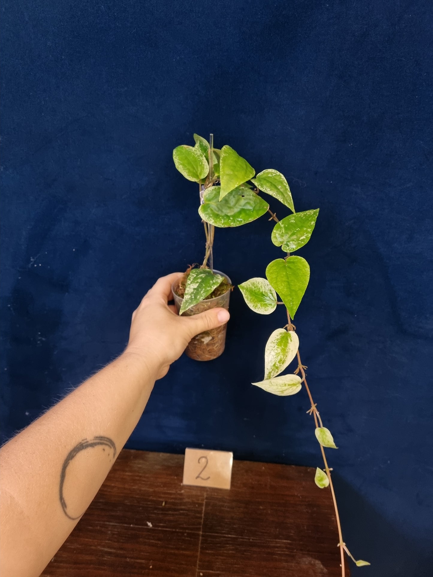 Piper Macropiper Variegata