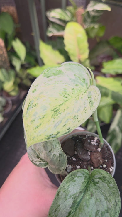 Scindapsus Peasun