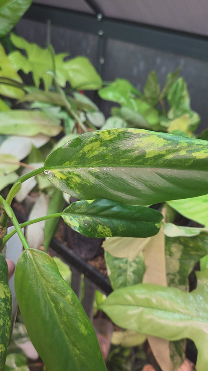 Philodendron Domesticum Variegata
