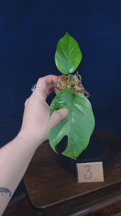 Rhaphidophora Tetrasperma Aurea Small