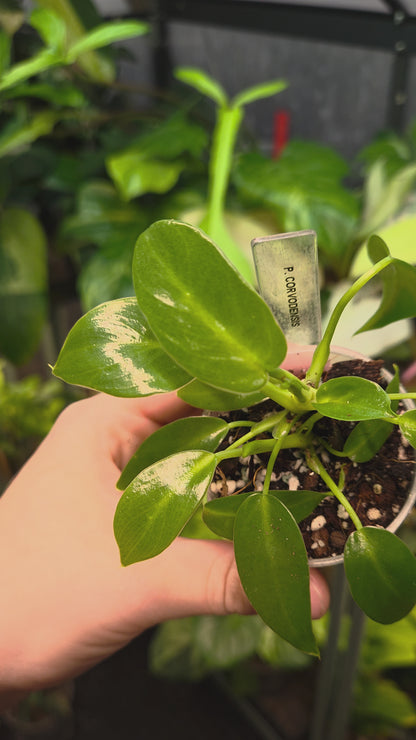 Philodendron Corovadensis