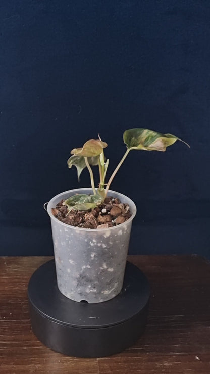 Philodendron Micans Variegata