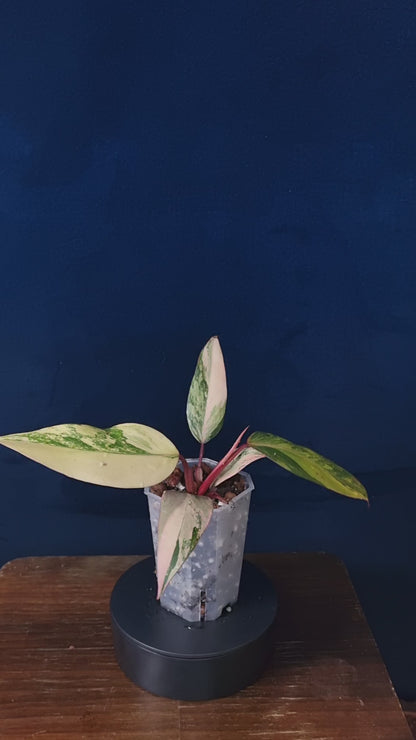 Philodendron Strawberry Shake