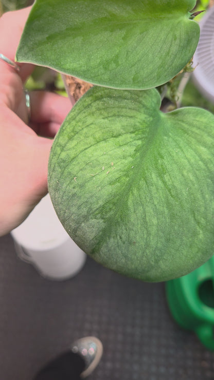 Scindapsus Silver Knight Variegata 'Kunzo'